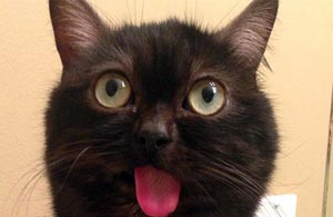 Кот с языком – новая звезда Instagram