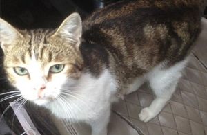 В Тульской области пропал кот, служивший вещдоком в деле о наркотиках В Тульской области пропал кот, служивший вещдоком в деле о наркотиках