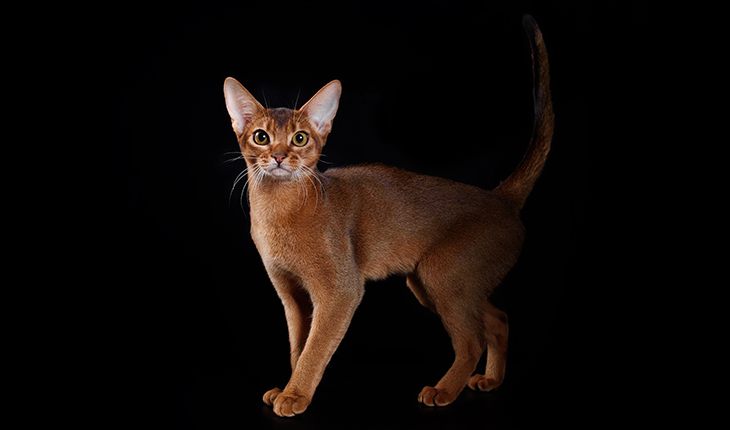 Утончённая абиссинская кошка создана для Рака