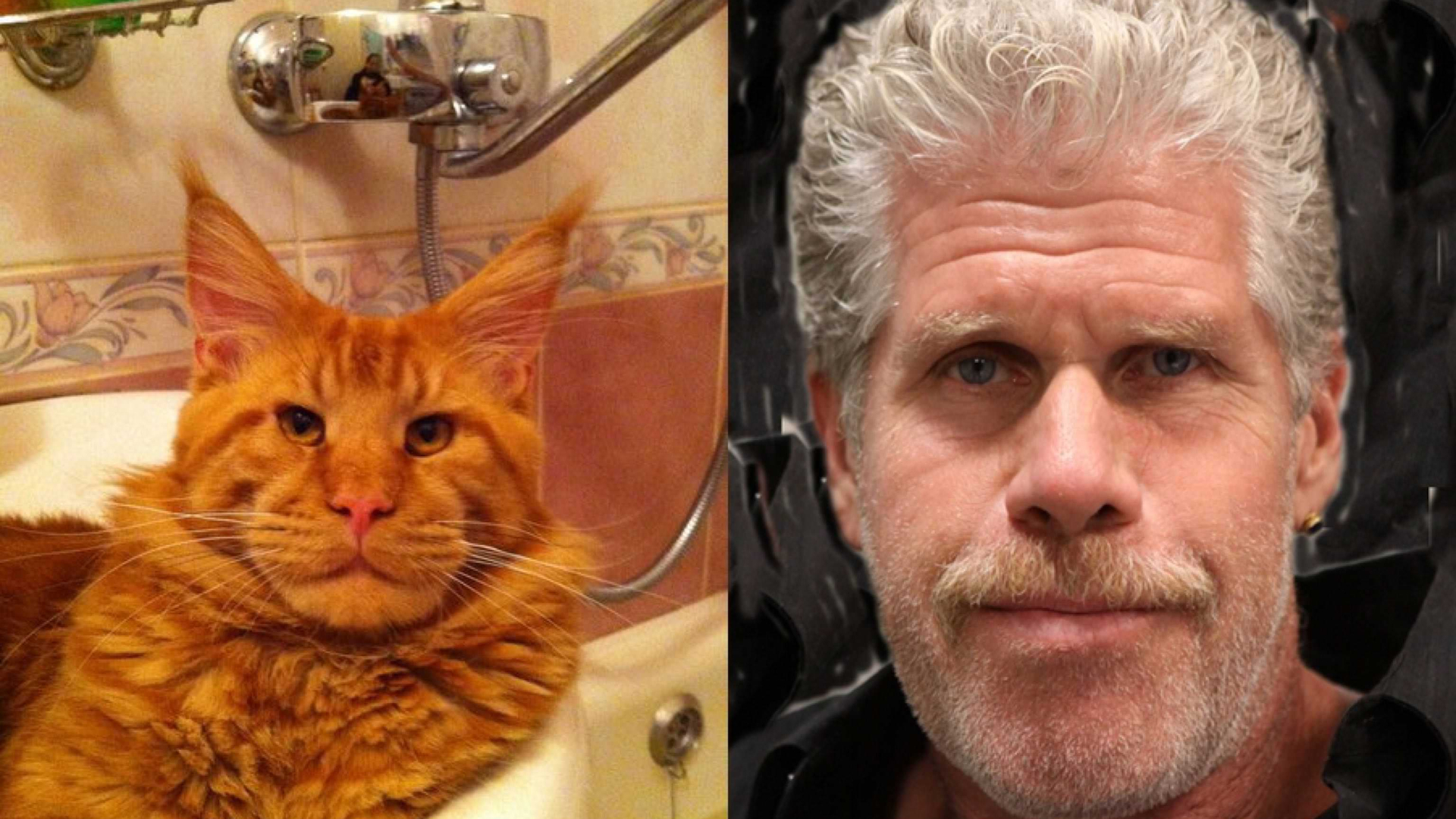 Maine coon ron perlman