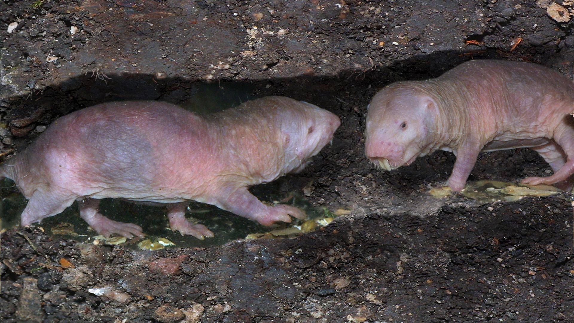Голый землекоп (Heterocephalus glaber)