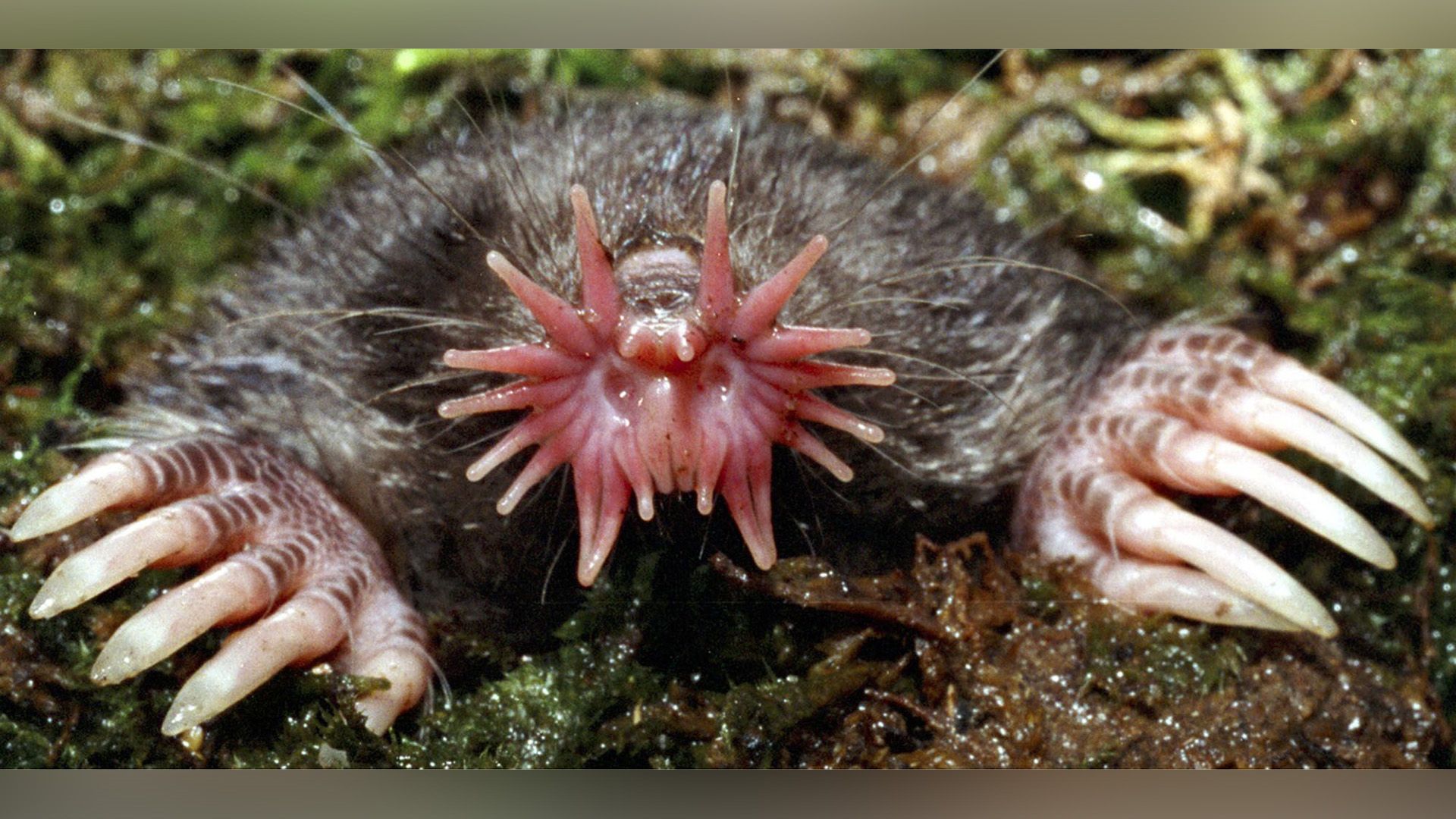 Звездонос (Condylura cristata)