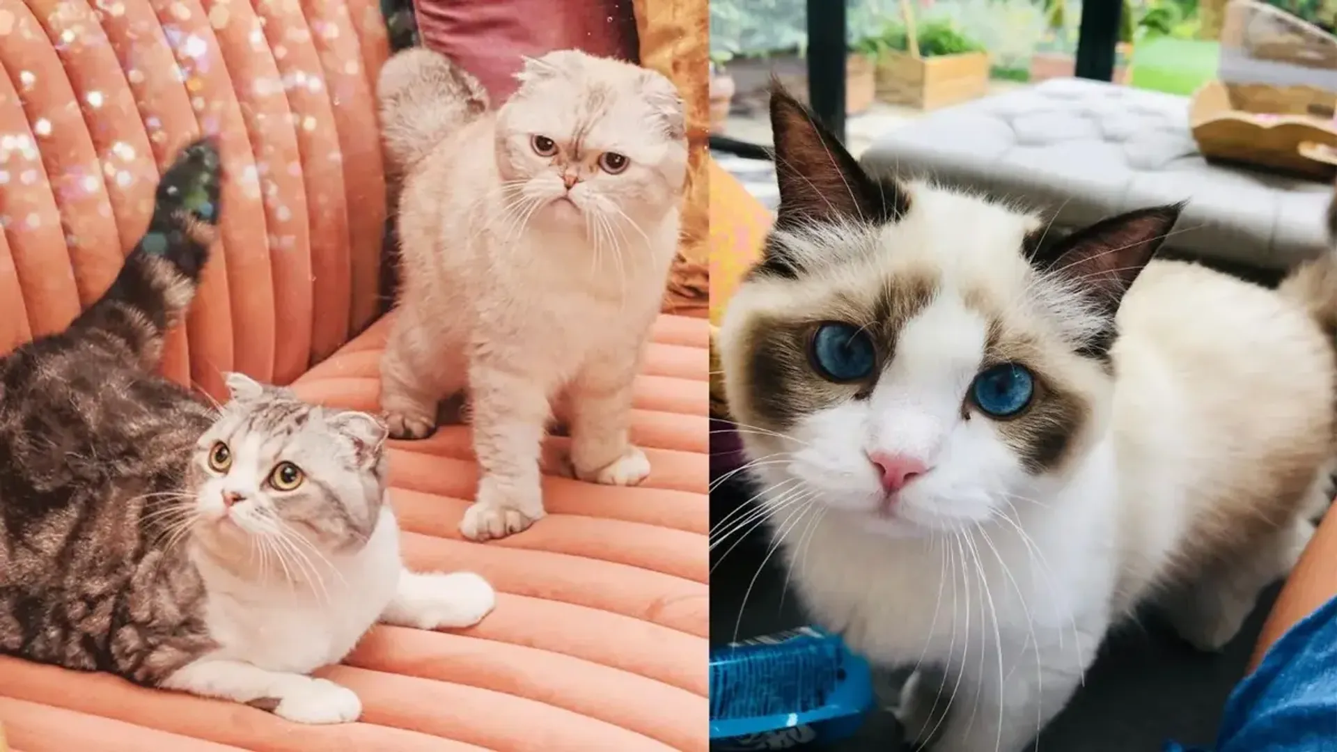Кошки Тейлор Свифт