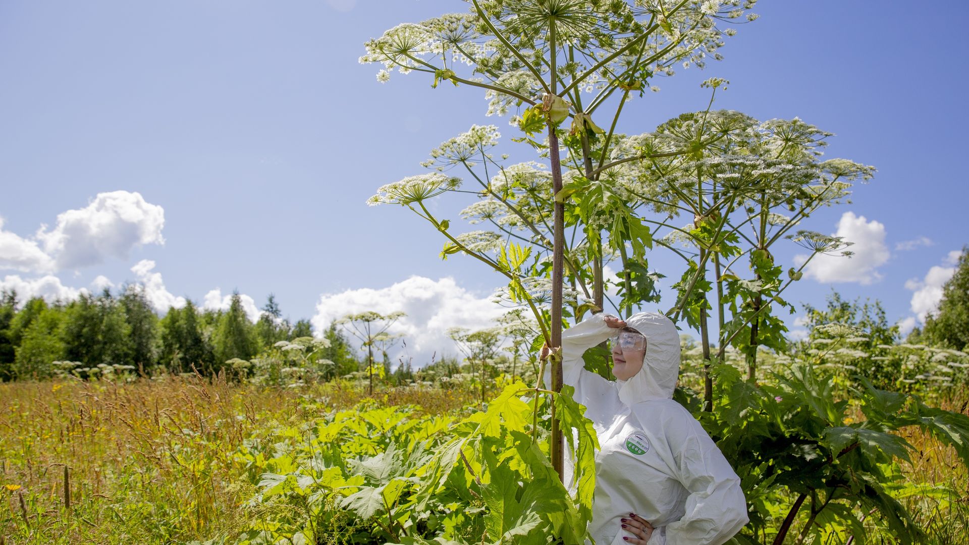 Депутаты хотят внести борщевик в список инвазивных растений
