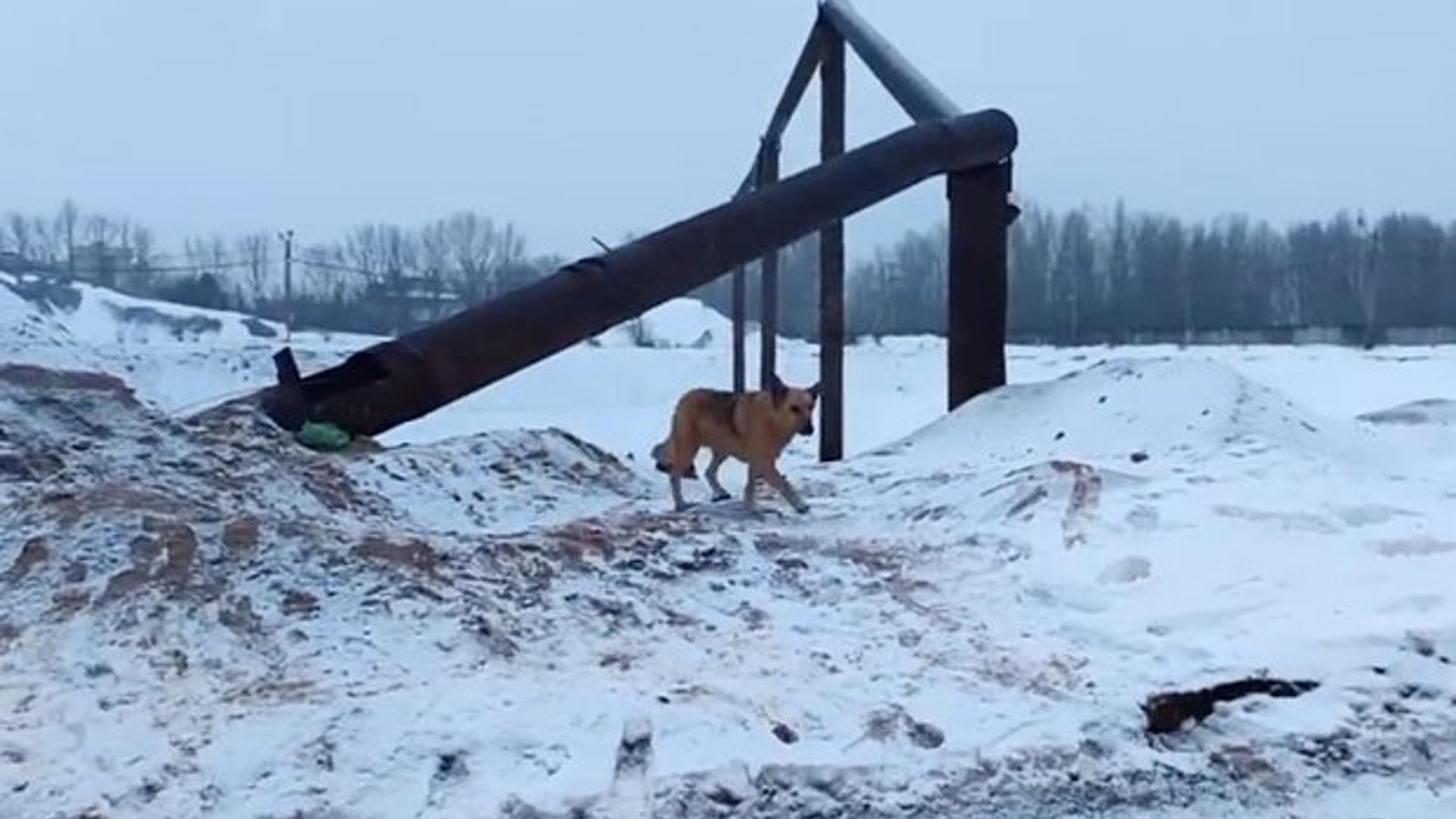 собака на фоне железных труб