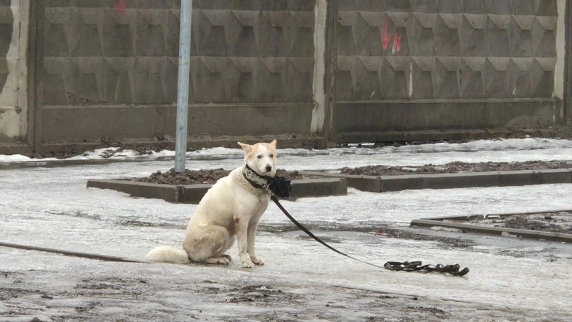 собака