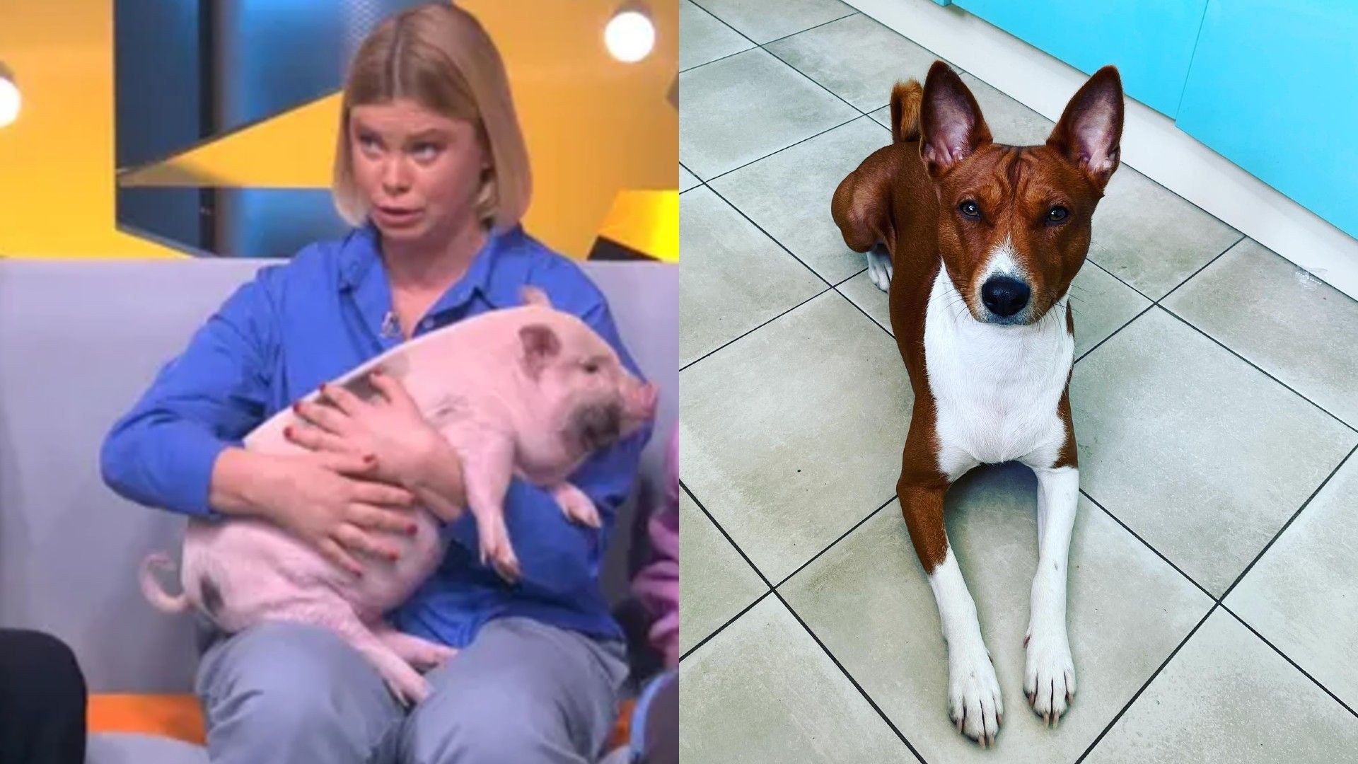 Евгения Осипова держит на руках мини-пига, пес породы басенджи сфотографирован сверху