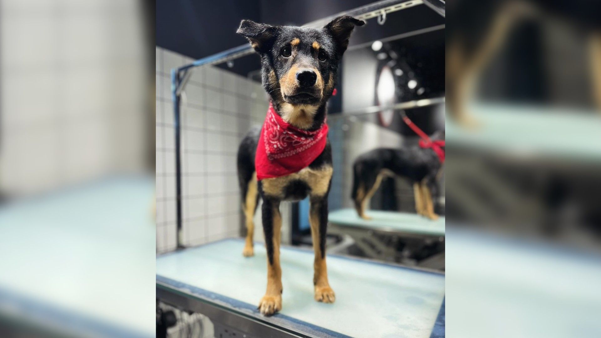 Собака в красном платке стоит на столике грумера
