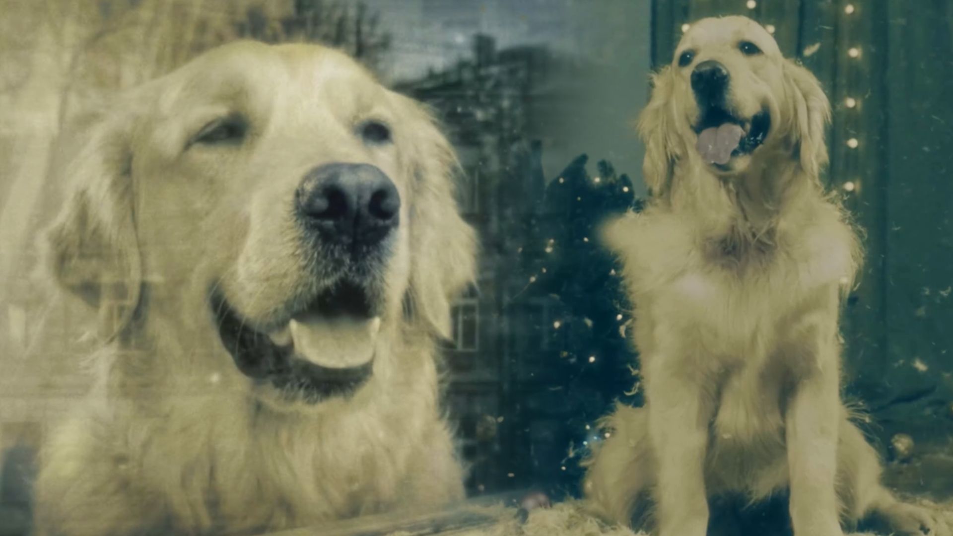 В России сняли фильм для собак, но его можно смотреть и людям — "Догументалка"