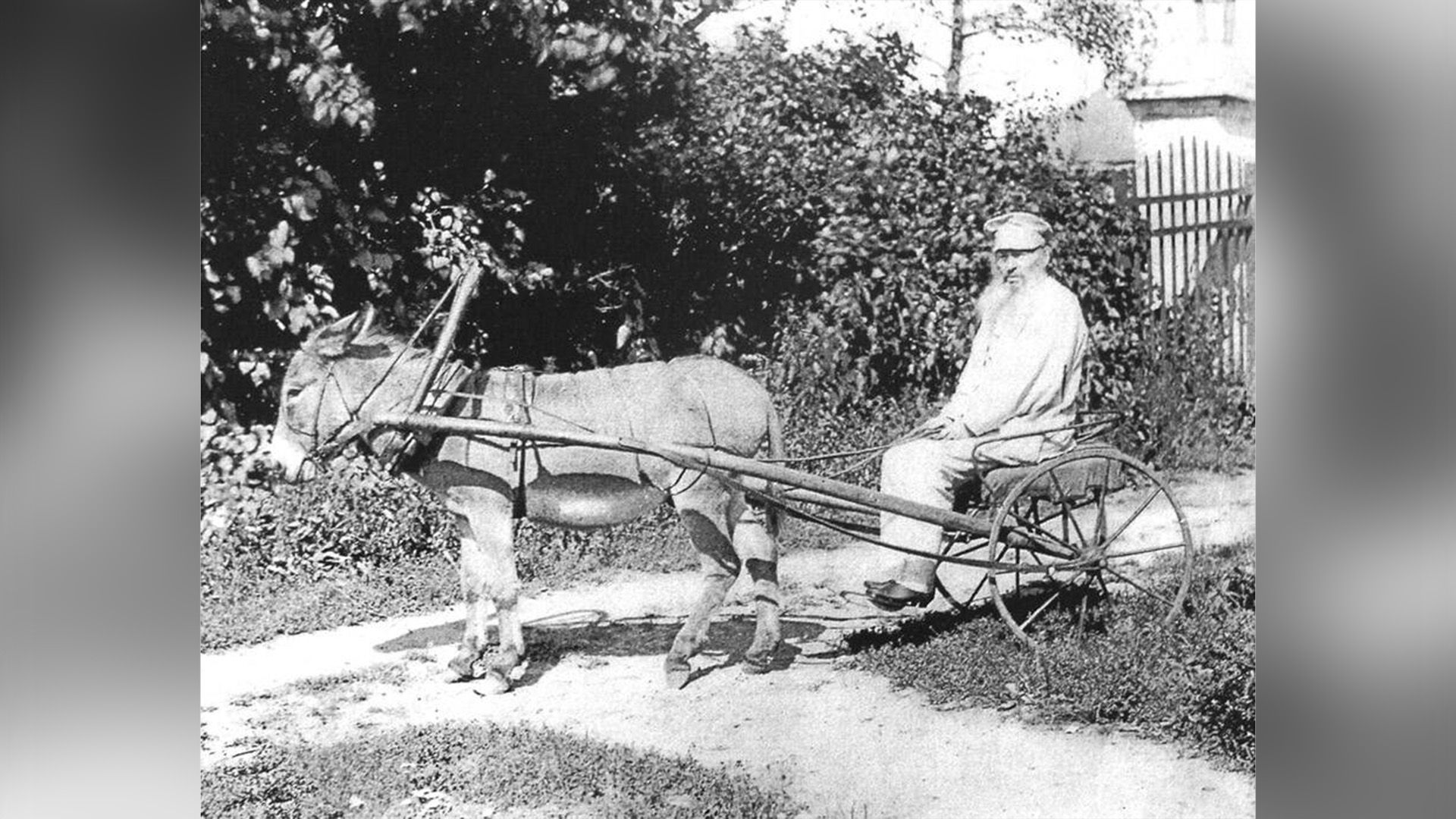 Афанасий Фет сидит в повозке, запряженной в ослика