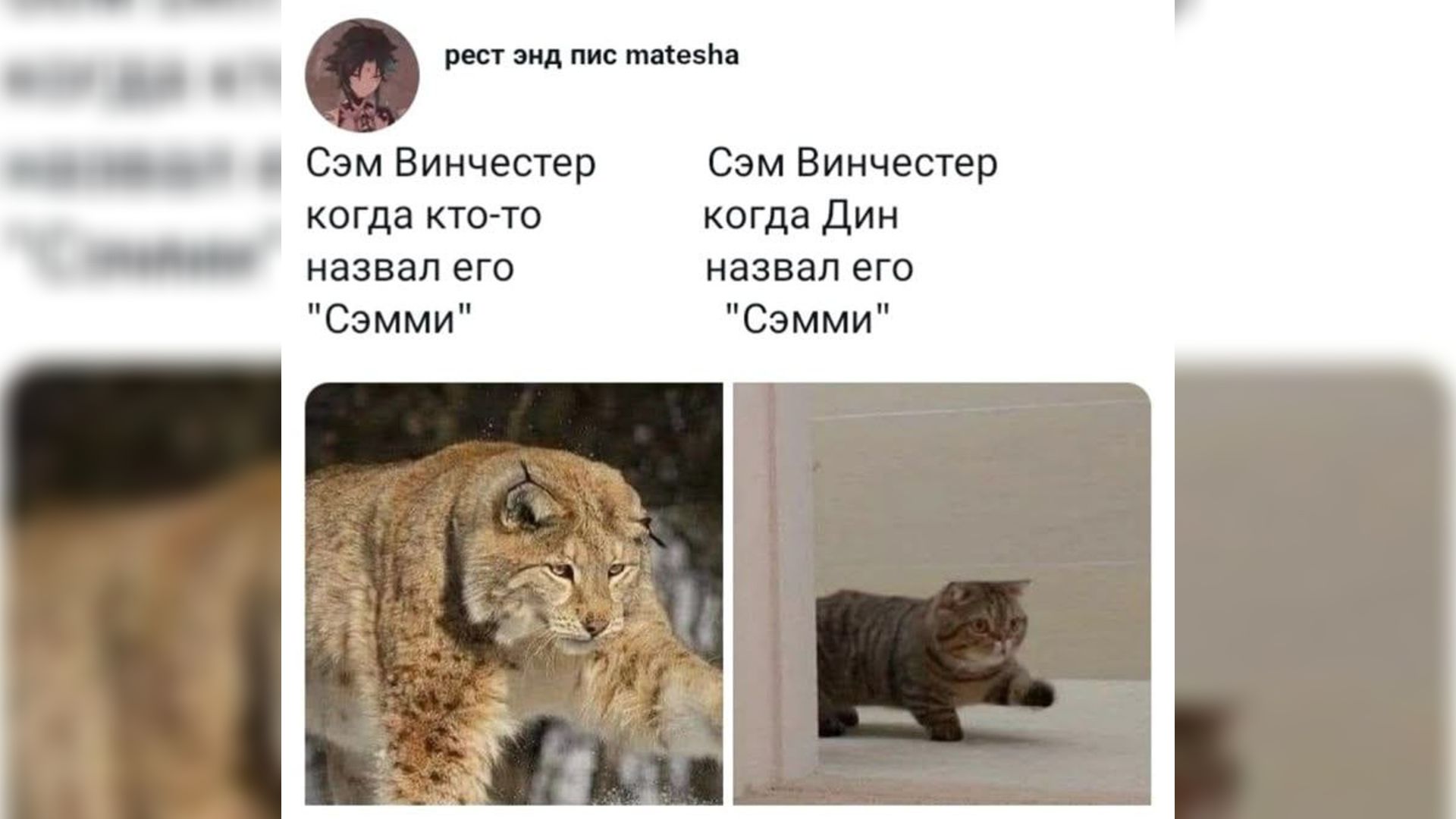 Рысь идет по снегу, справа кошка с маленькими ушками выходит из-за угла