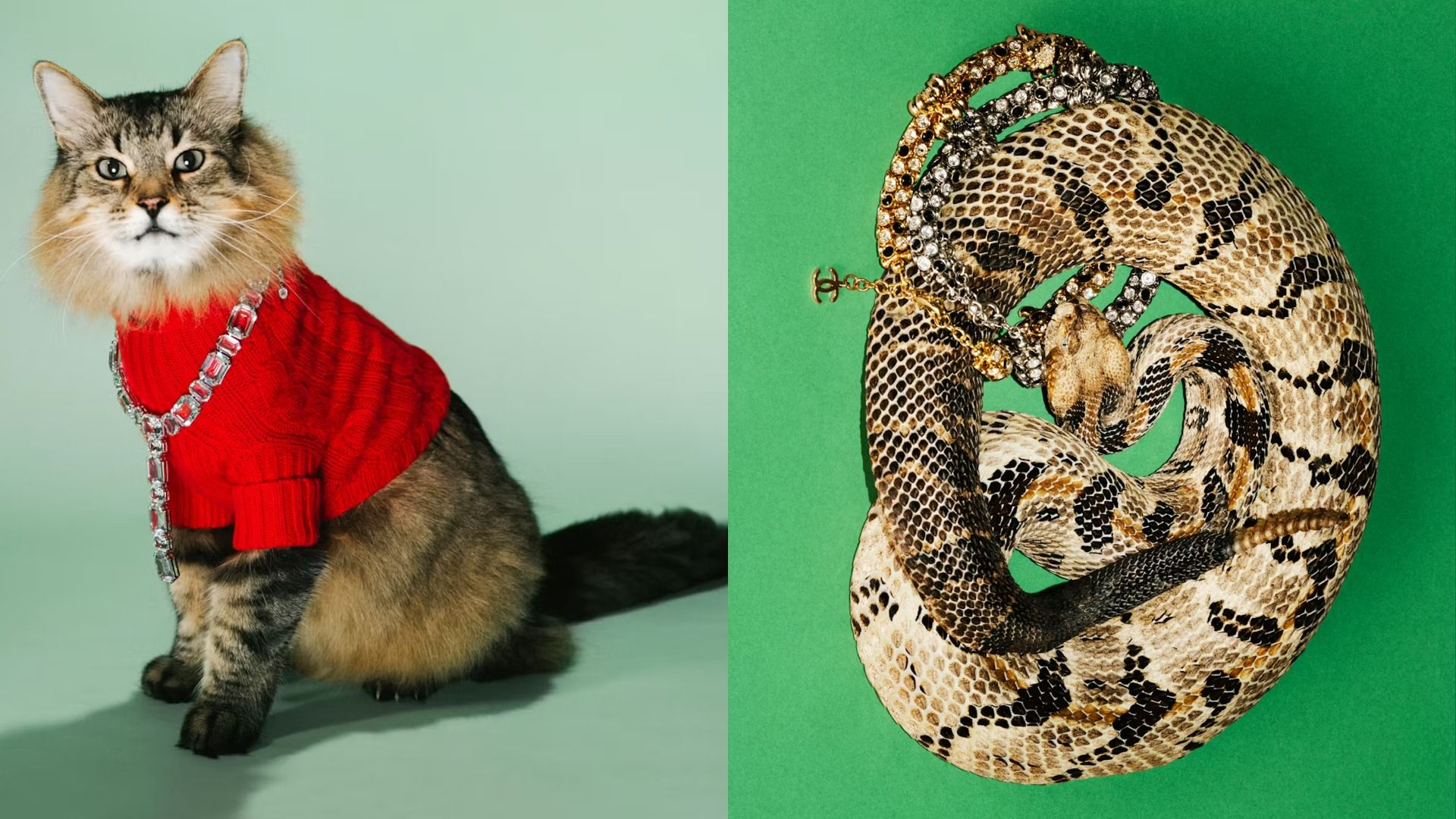 Кот-актер Тоник из фильма "Пойман с поличным" и змея Джейк из "Грешников"