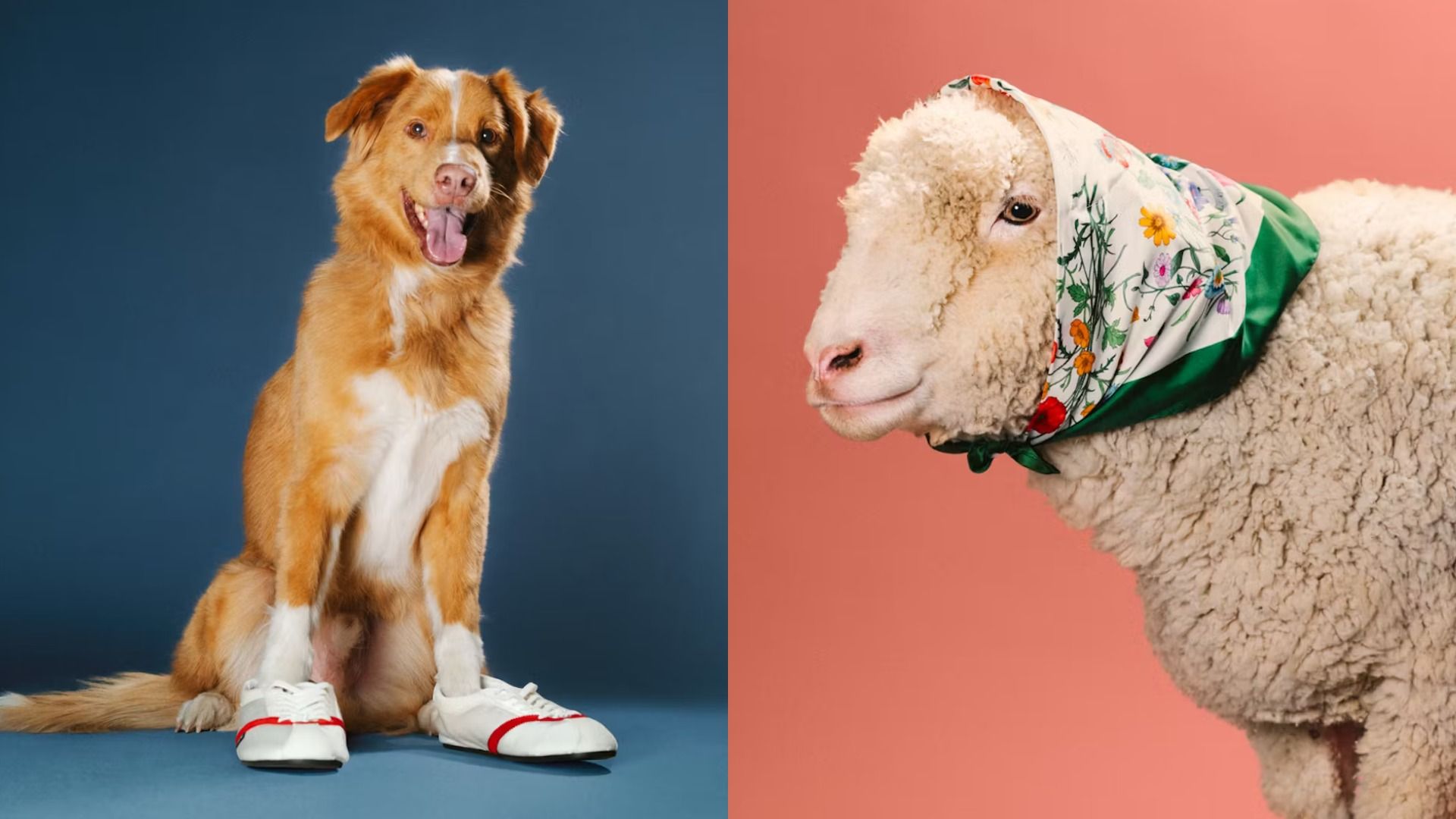 Кот-король, змея с вертолетом и умные лошади: Топ-8 лучших животных-актеров 2025 года