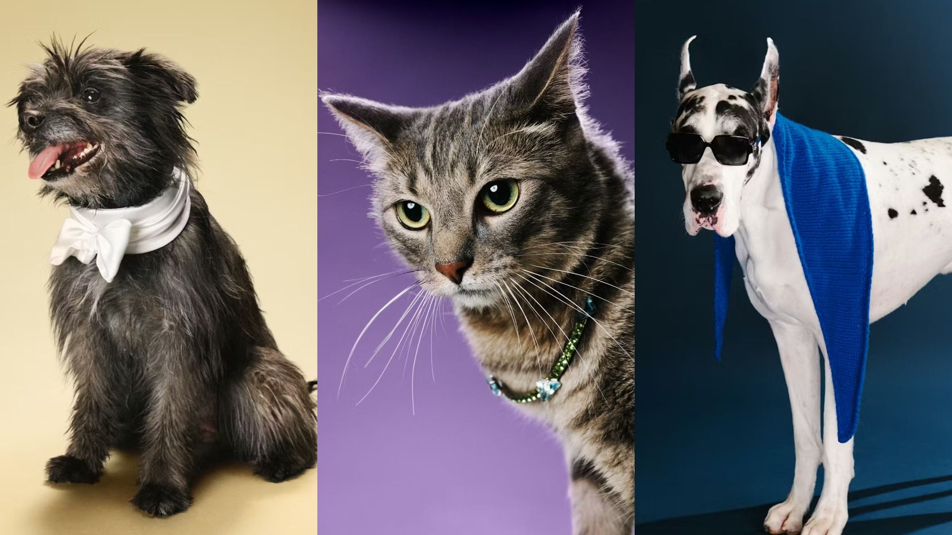 Собака Кричер из "Умри, моя любовь", кот Нучи из "Прости, детка" и немецкий дог Бинг из "Верного друга"