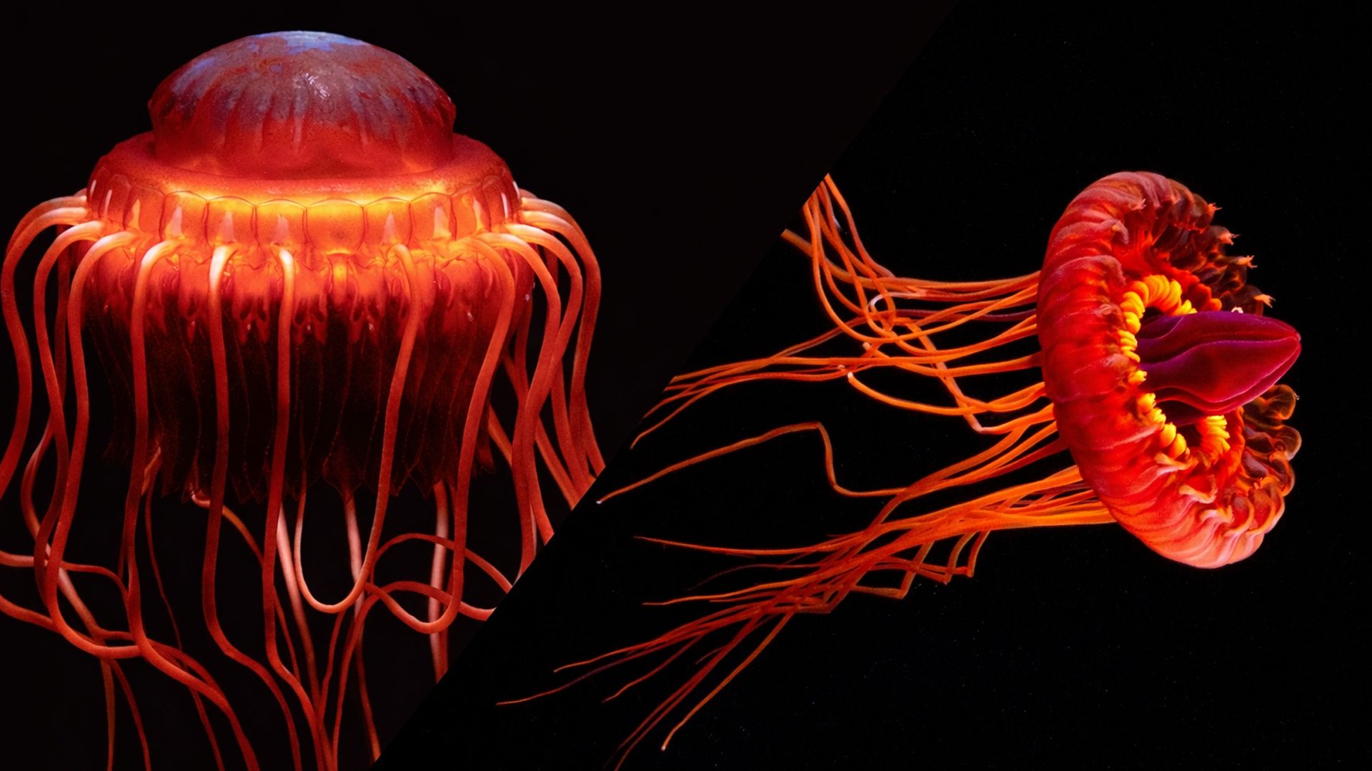 Медуза Атолла