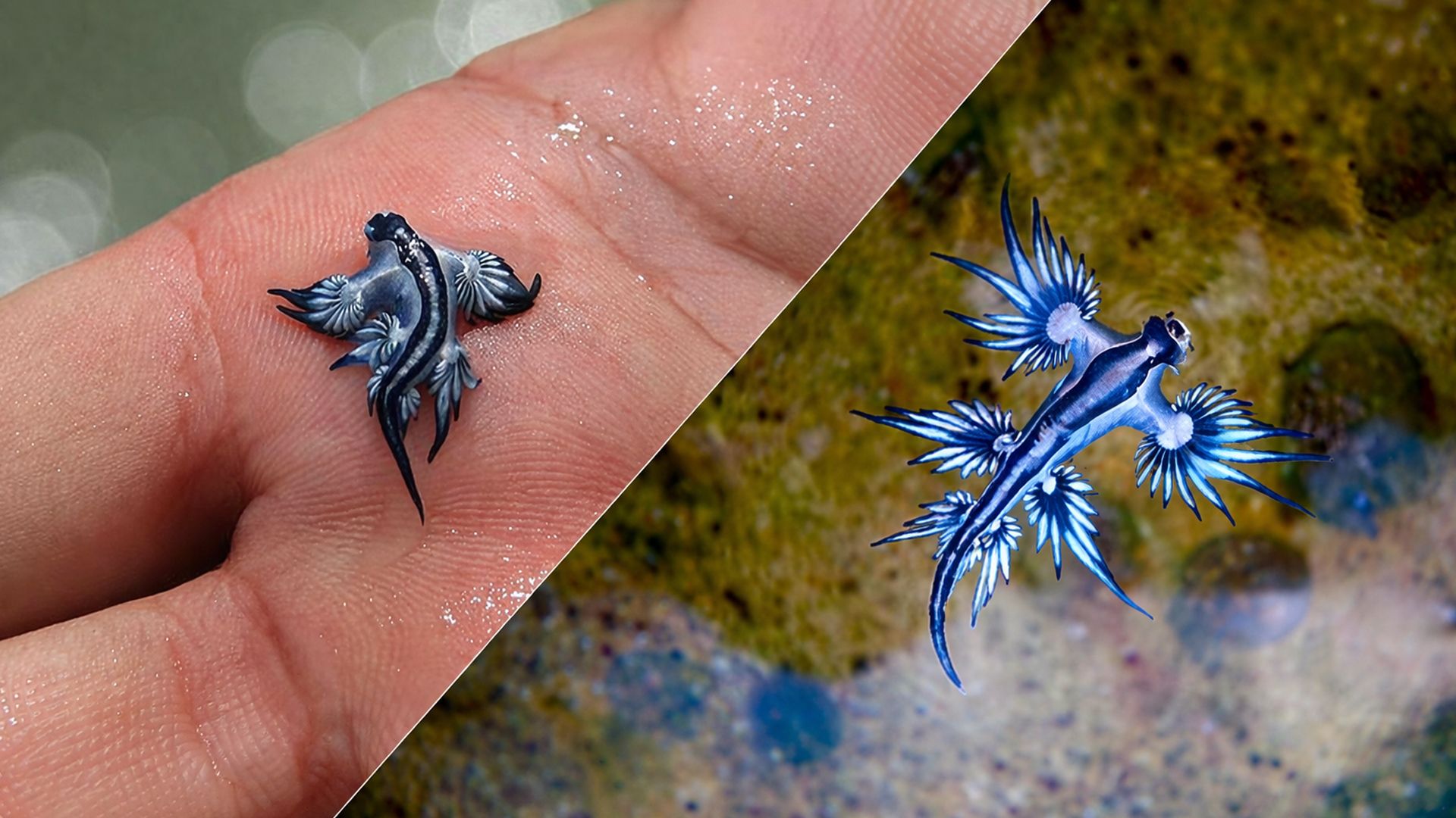 Голубой ангел моллюск