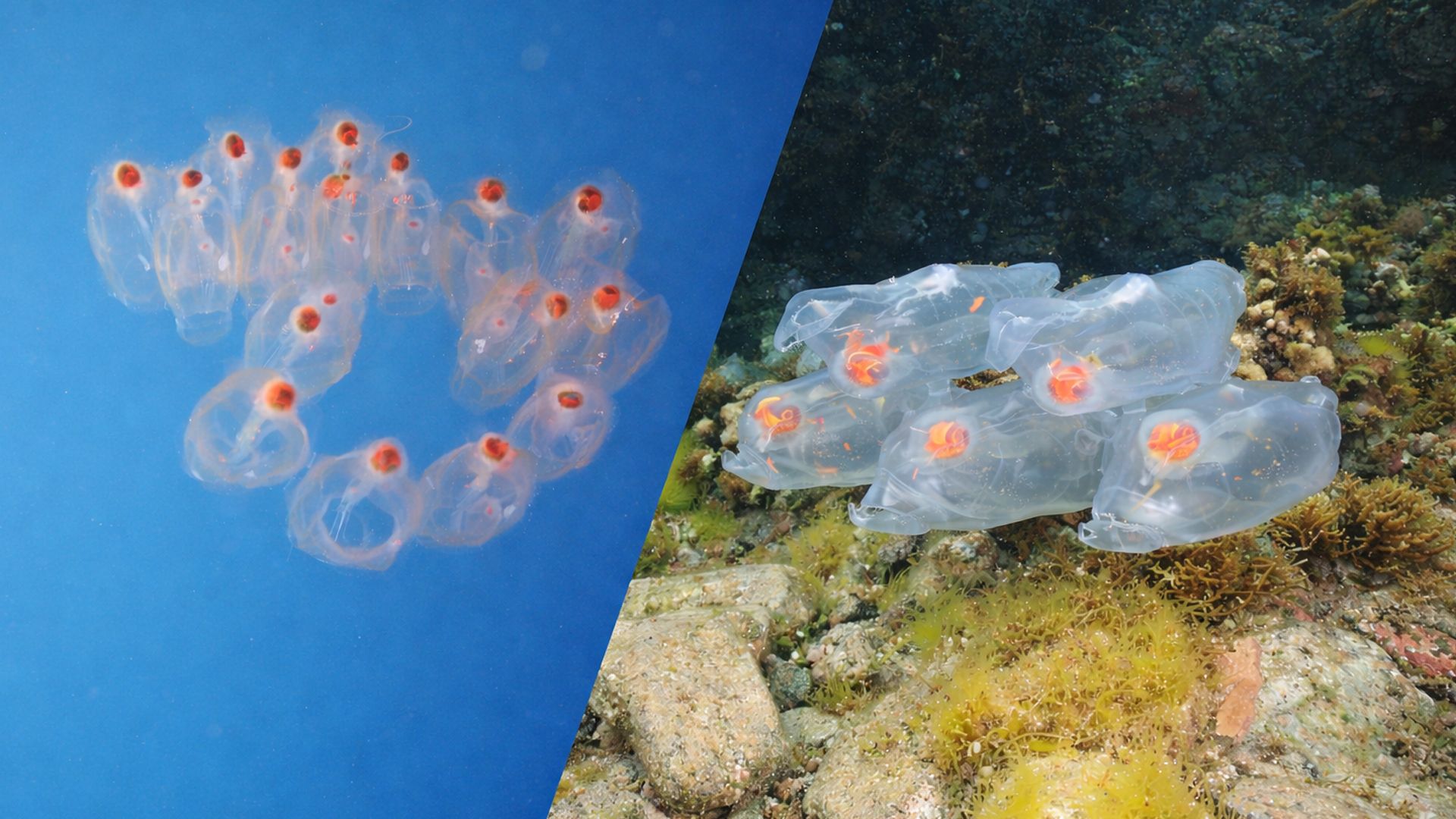 Колония сальп