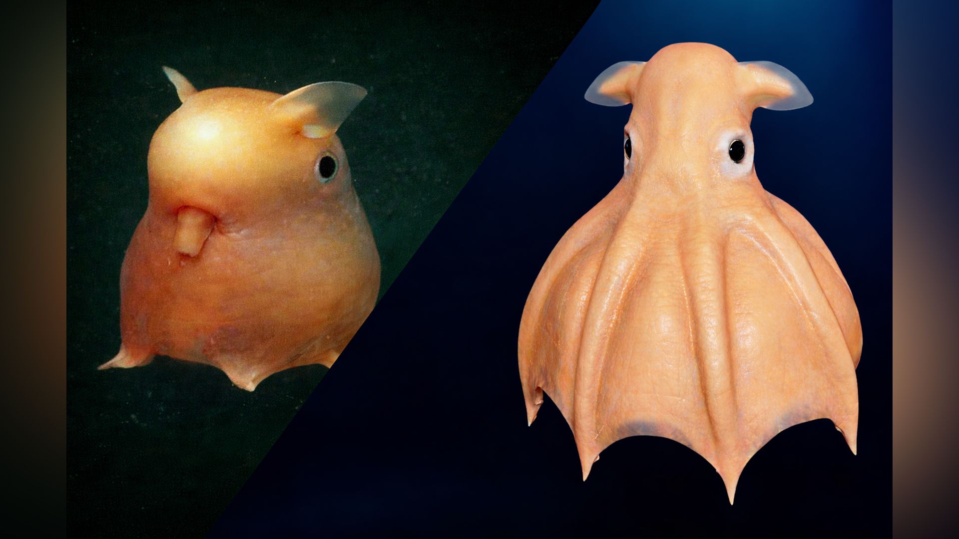 Осьминог Дамбо