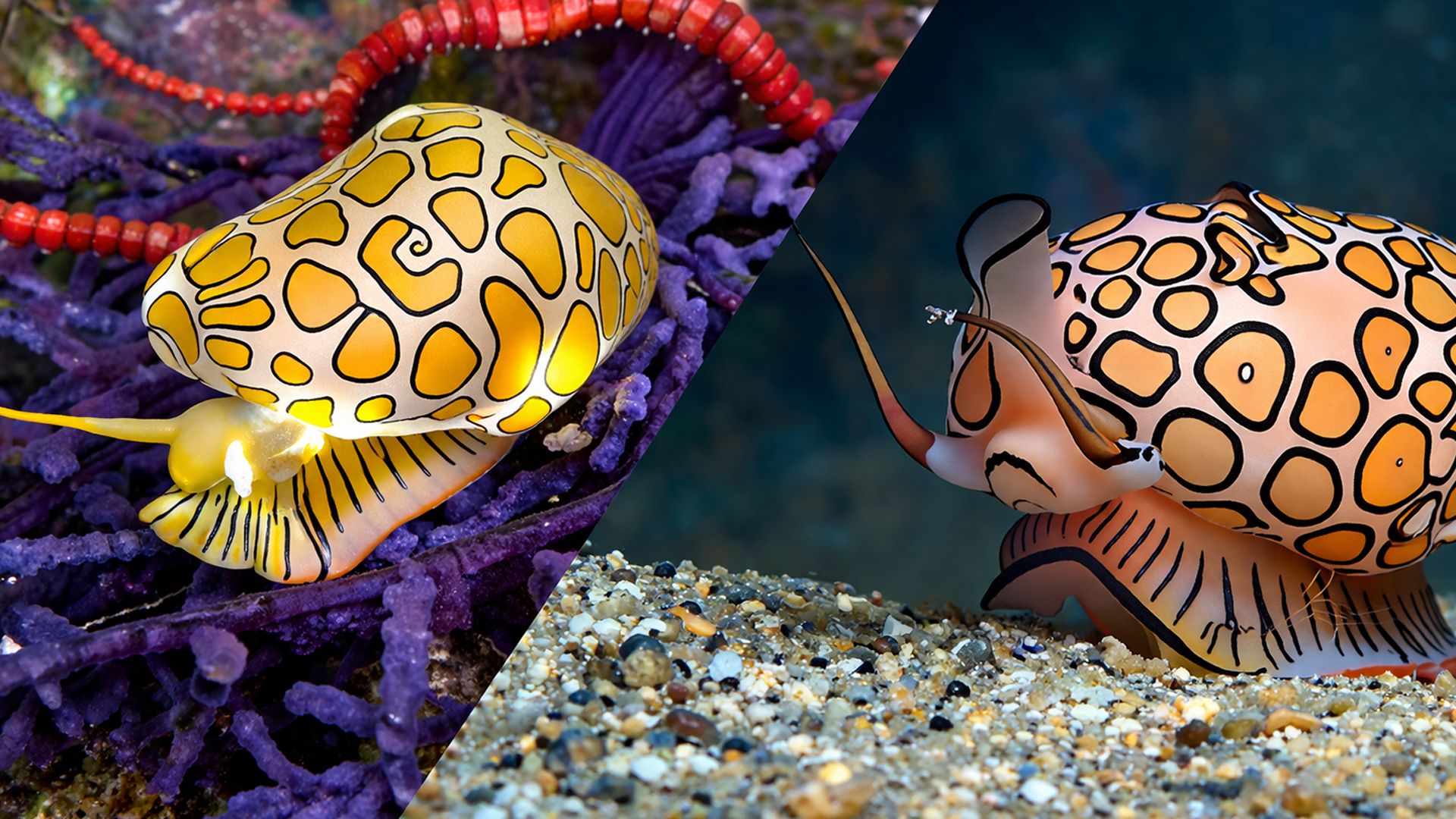 Моллюск «Язык фламинго»