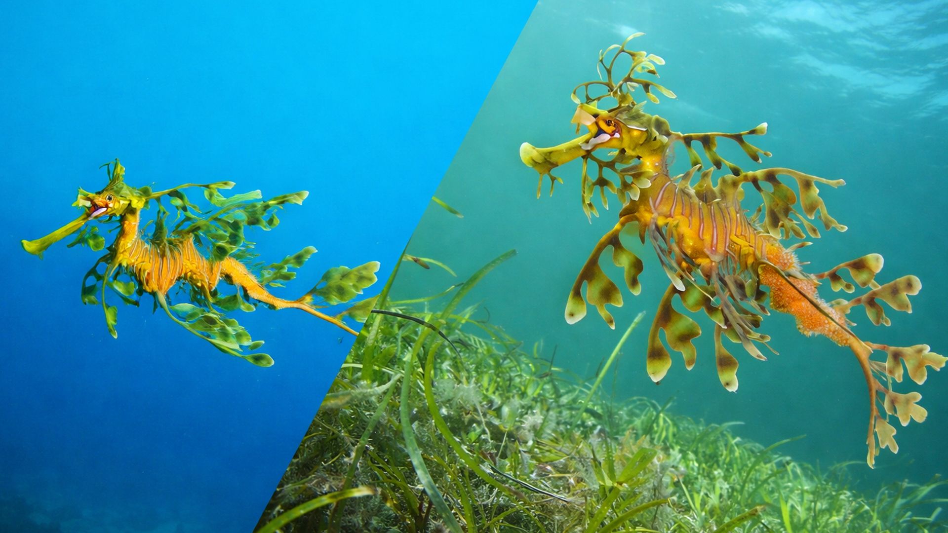 Лиственный морской дракон