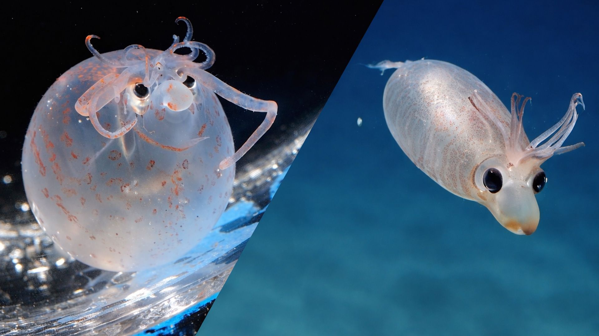 Кальмар-поросёнок