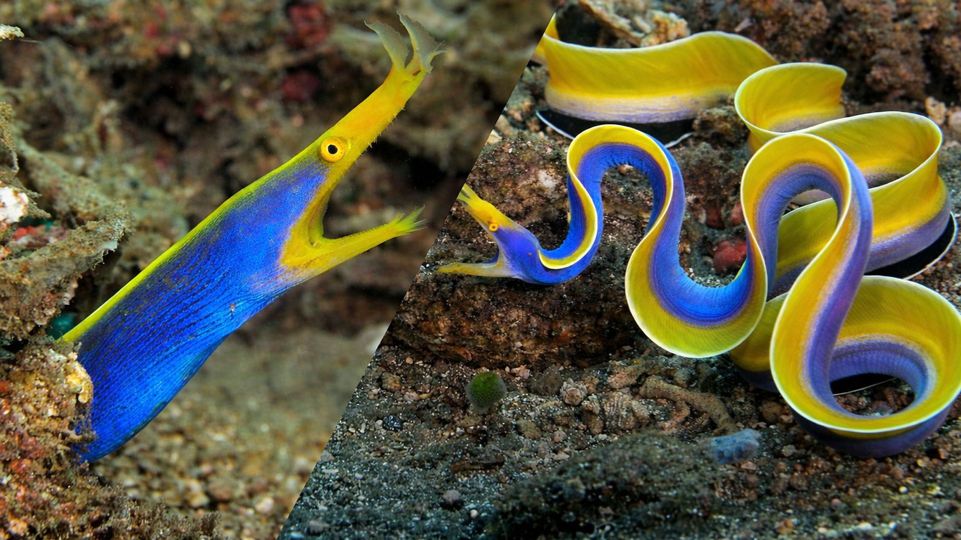 Ленточная мурена