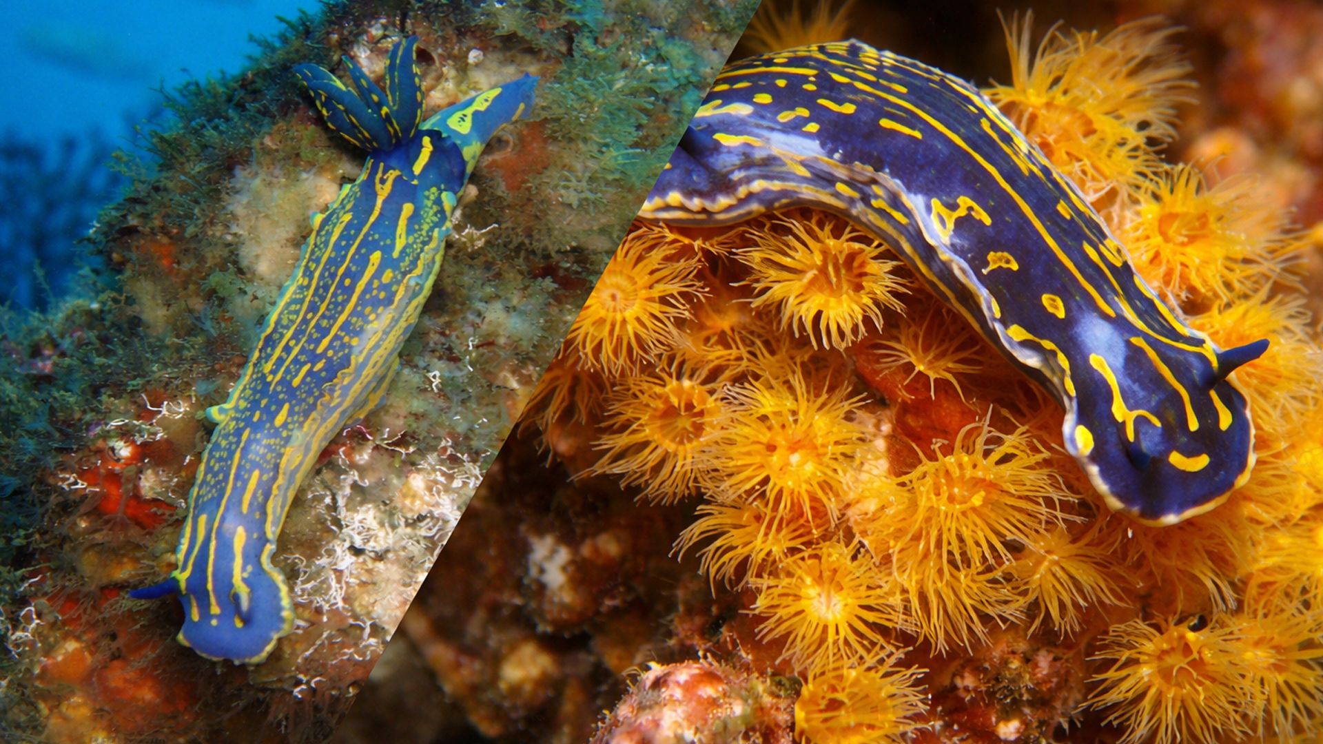 Морской слизняк