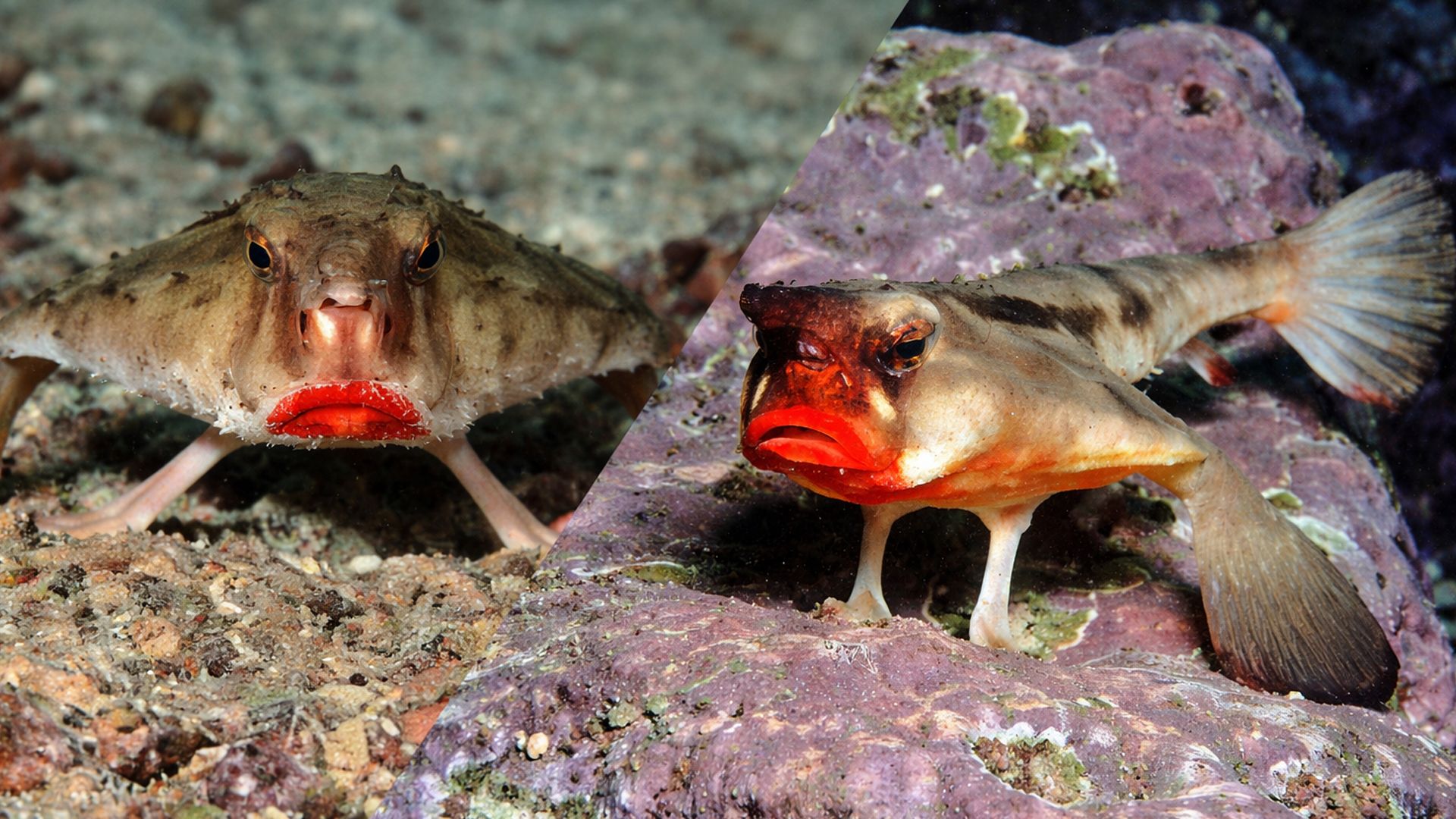 Нетопырь короткорылый