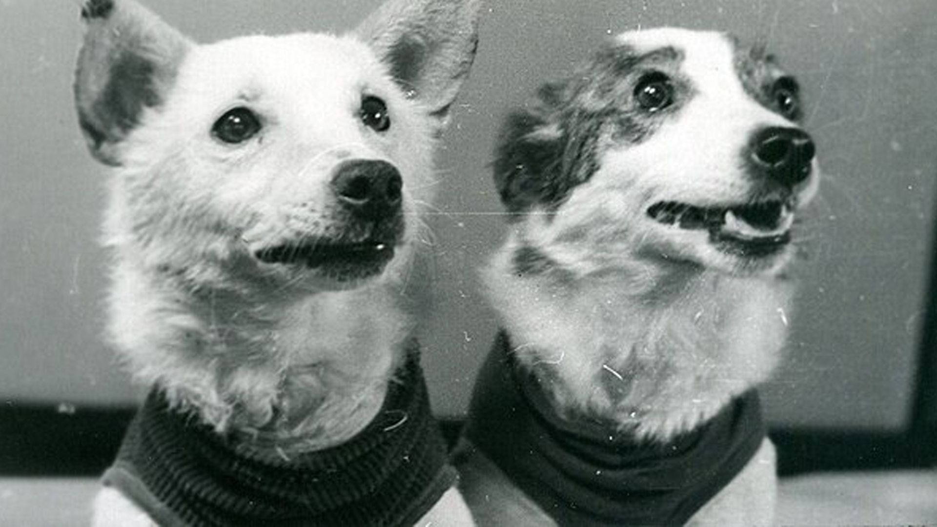 Белка и Стрелка после возвращения на Землю