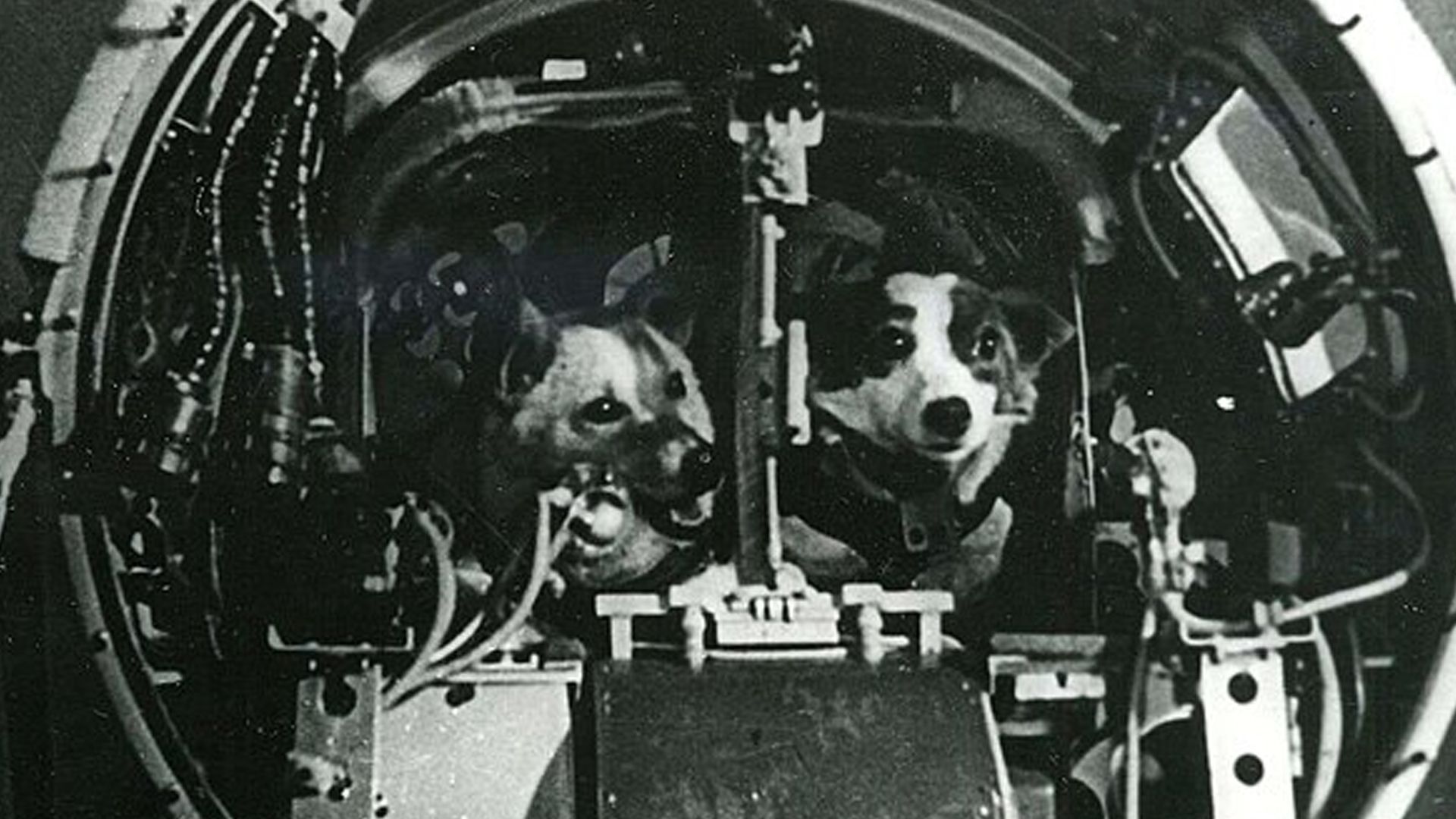 Белка и Стрелка во время тренировок