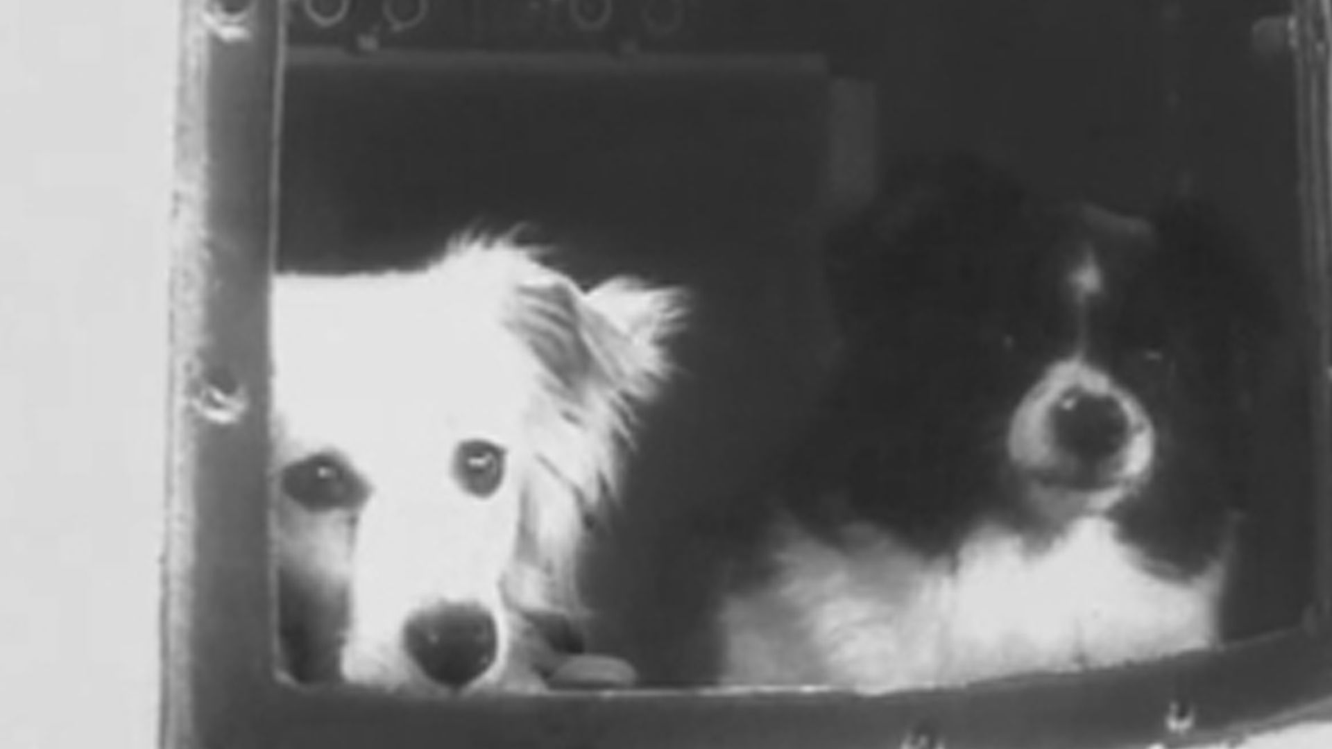 Дезик и Цыган перед стартом первые собаки в эксперименте по полётам в космос