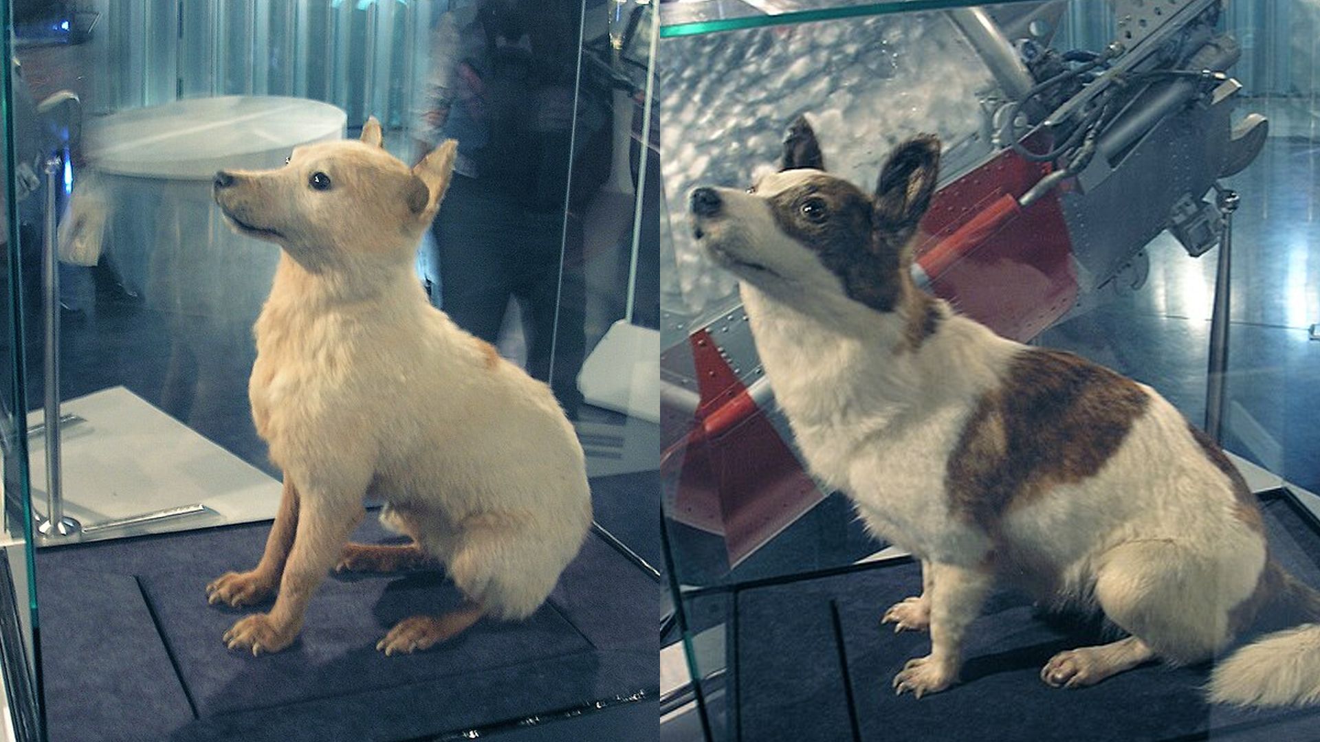 Чучела Белки и Стрелки в Музее космонавтики в Москве