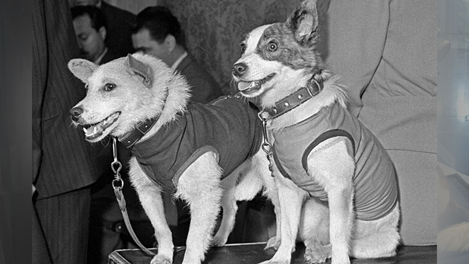 Как выглядели настоящие Белка и Стрелка