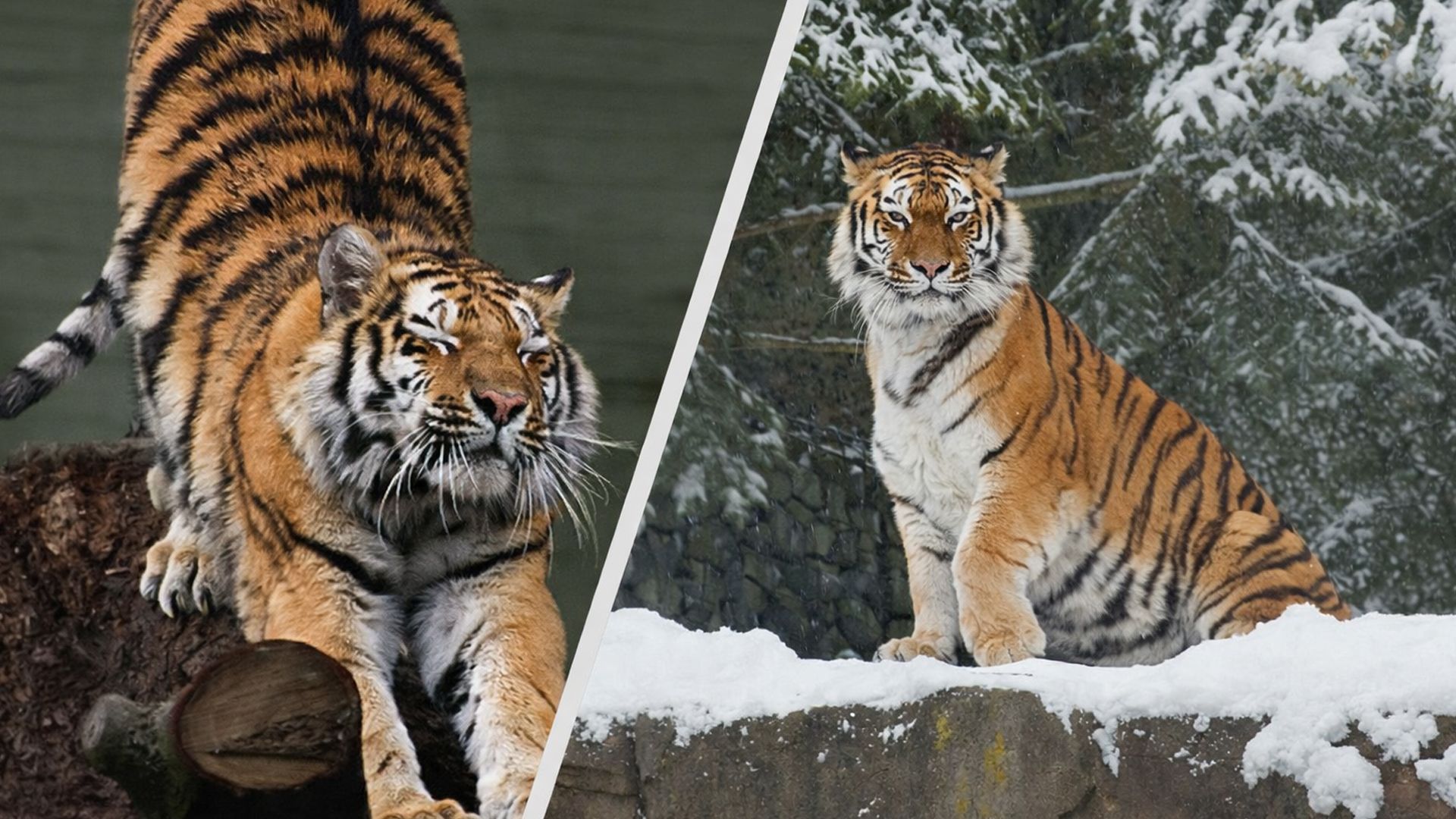 Амурский тигр