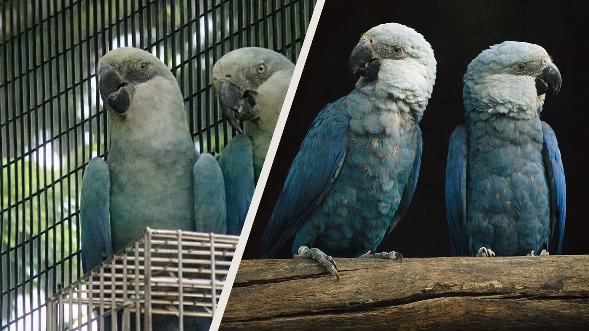 Голубой ара