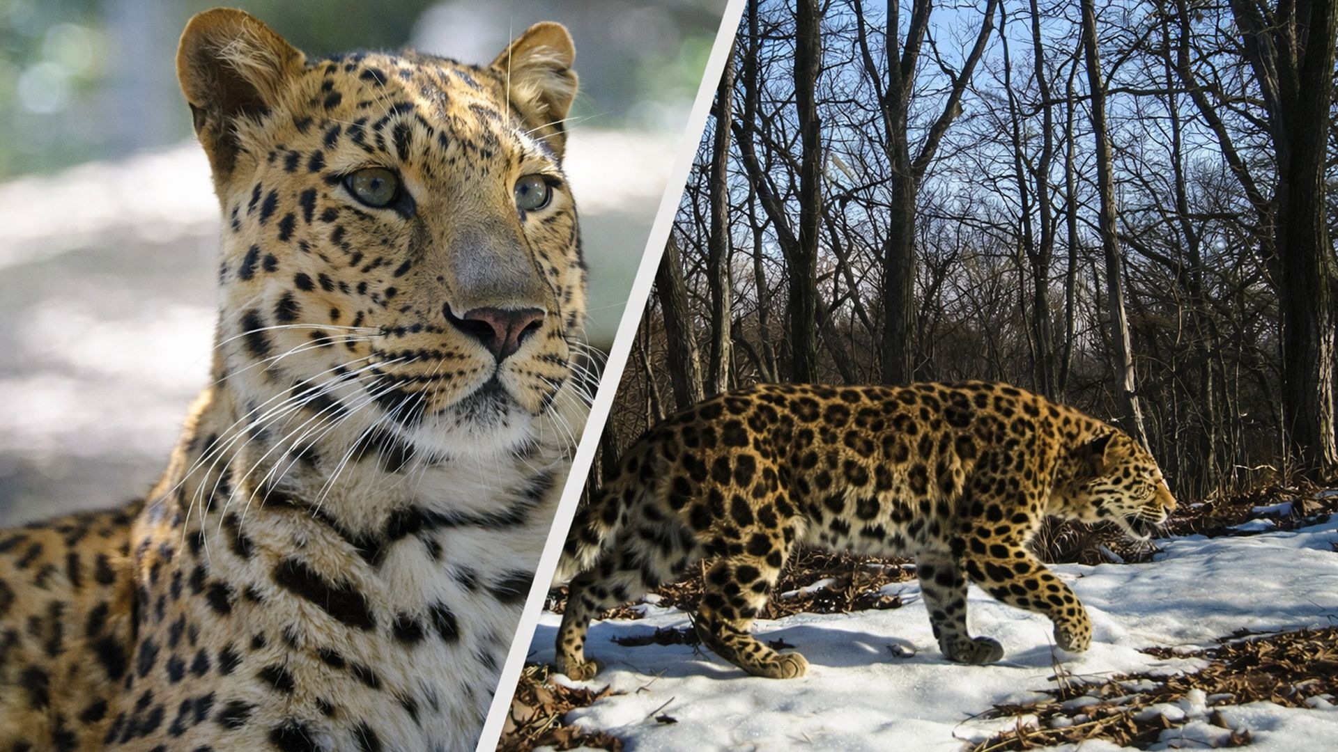 Дальневосточный леопард