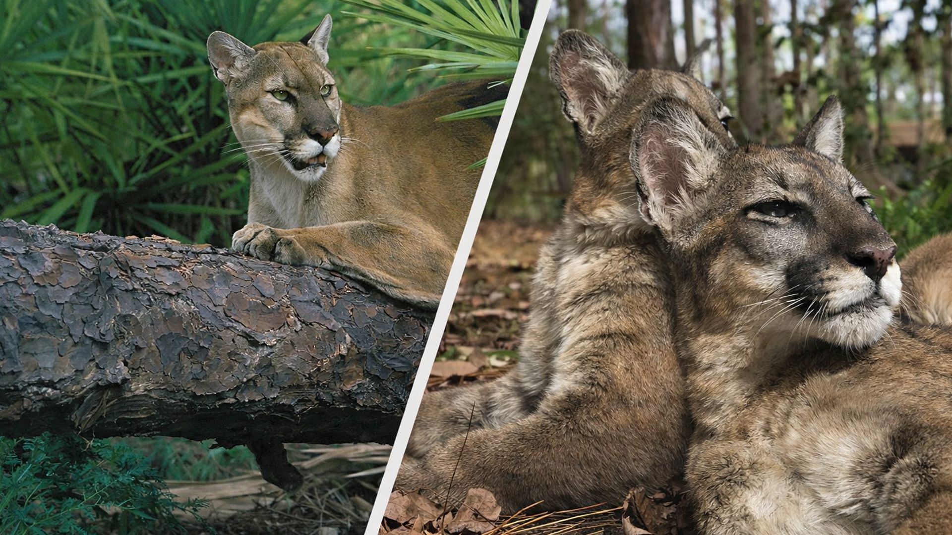 Флоридская пума