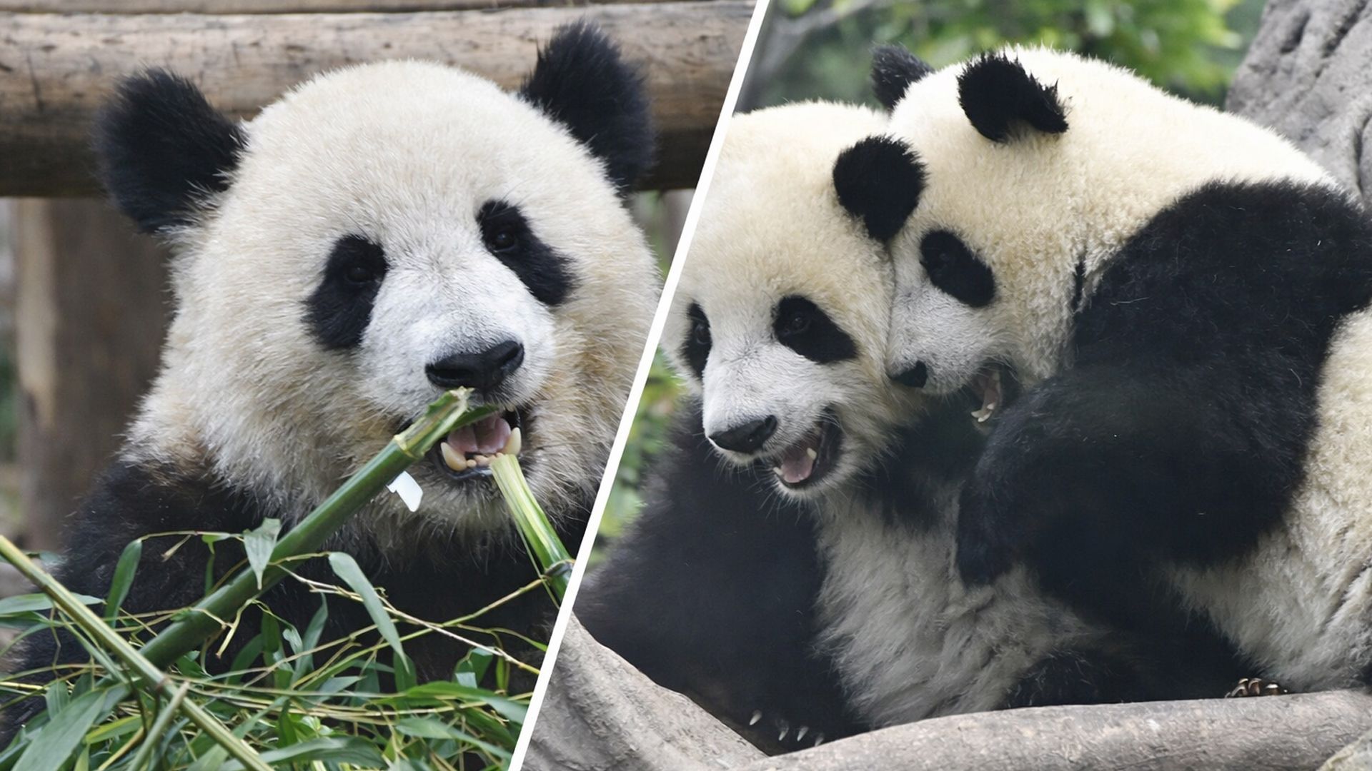 Большая панда