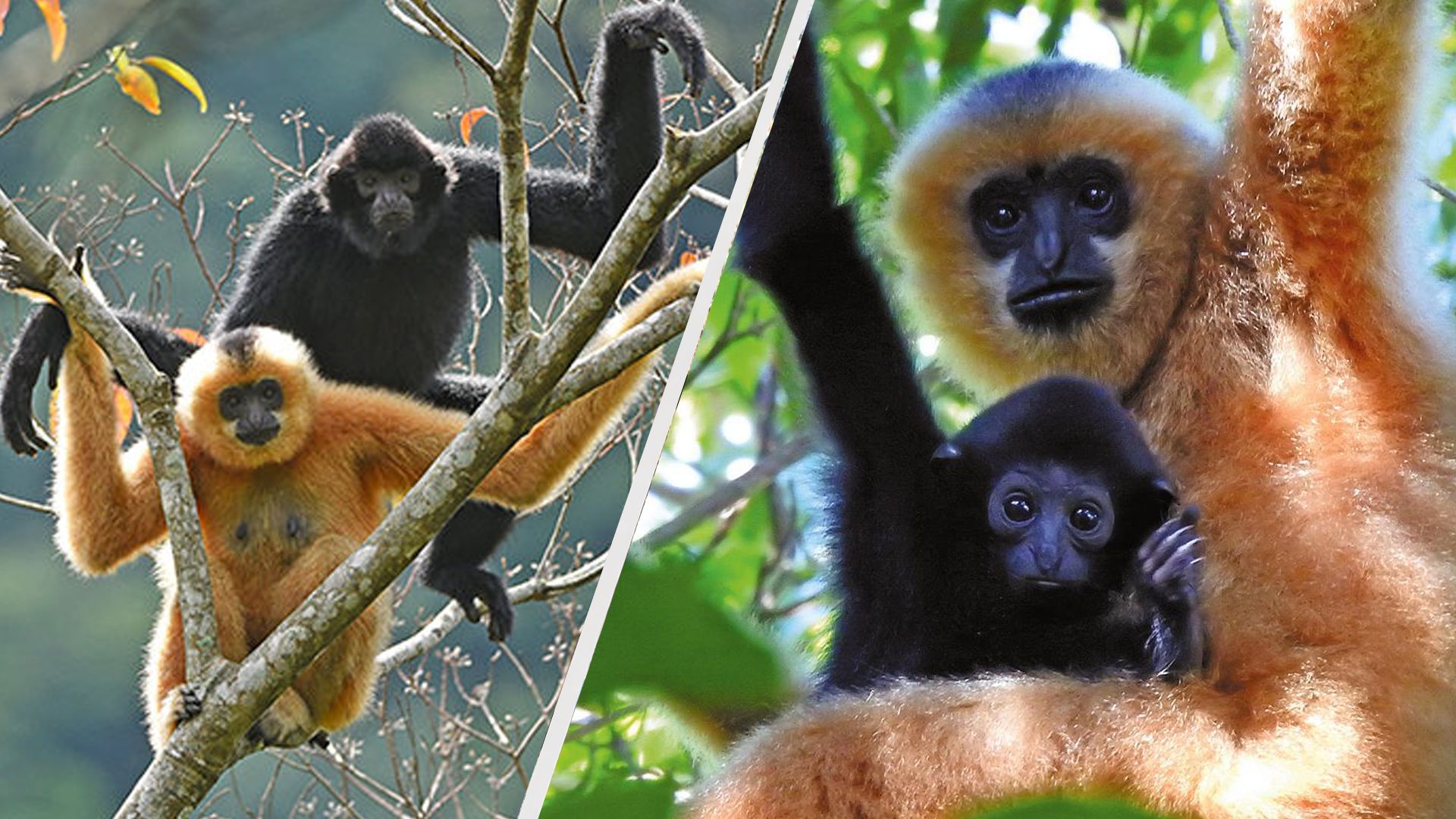 Хайнаньский гиббон