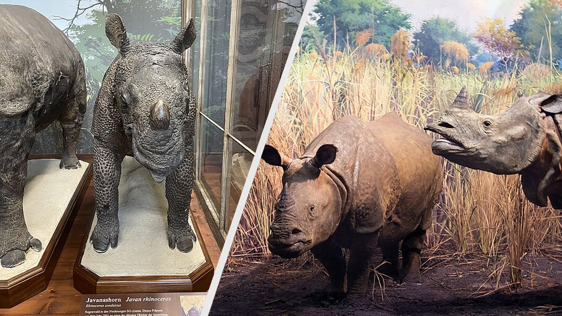 Яванский носорог