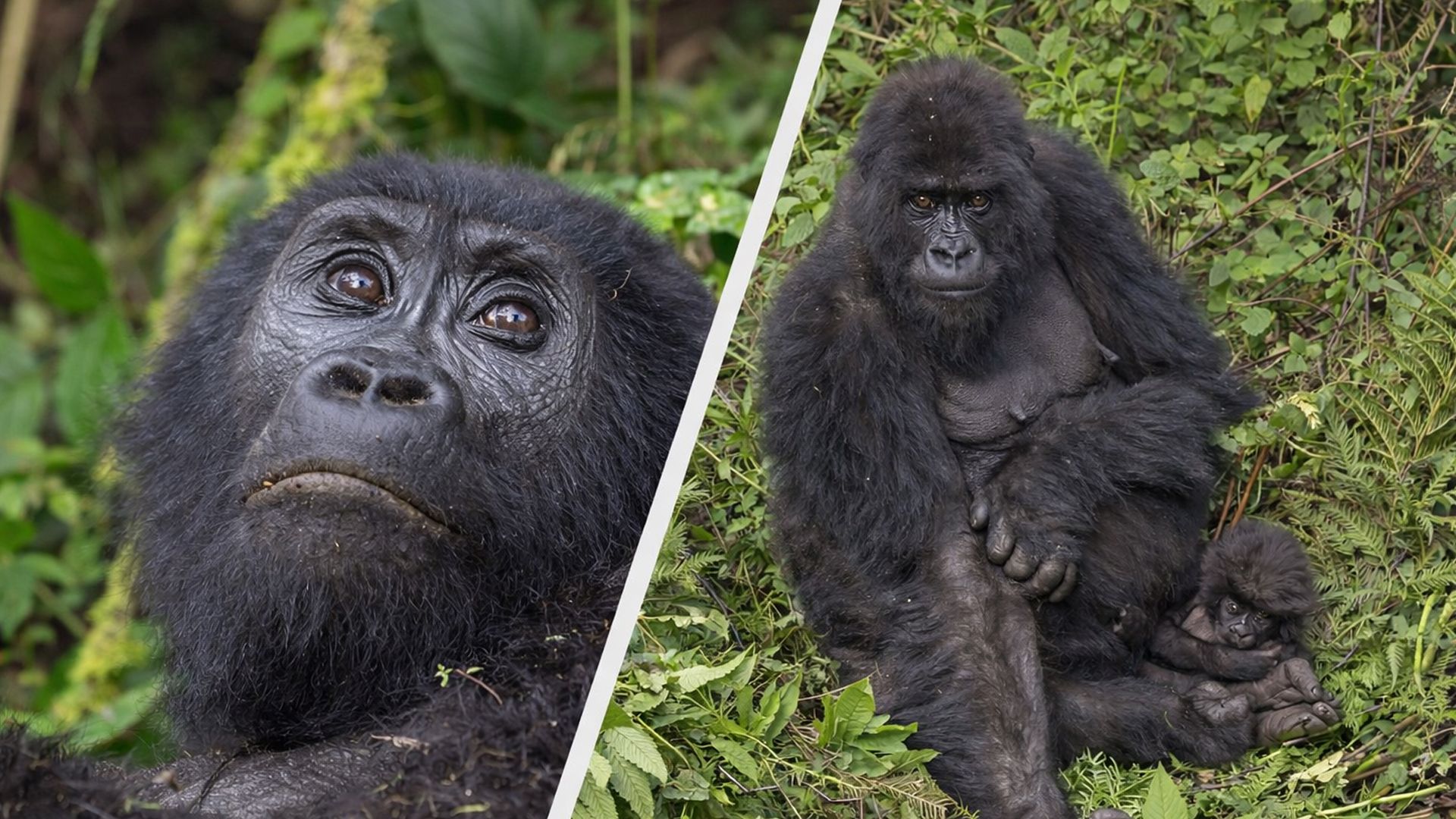 Горная горилла