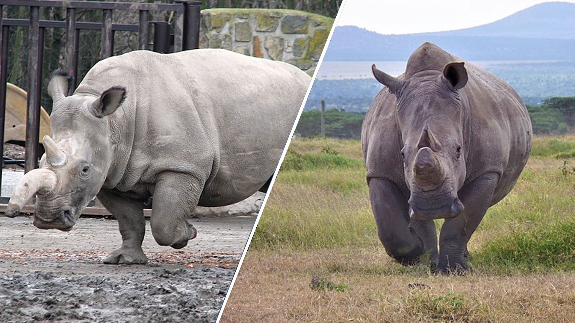 Северный белый носорог