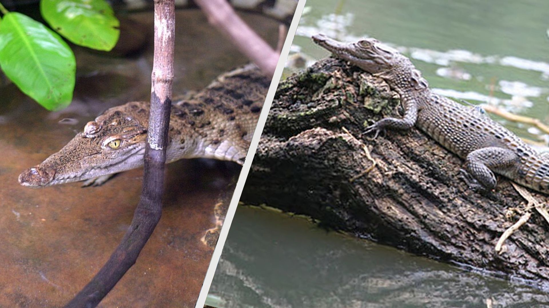 Филиппинский крокодил