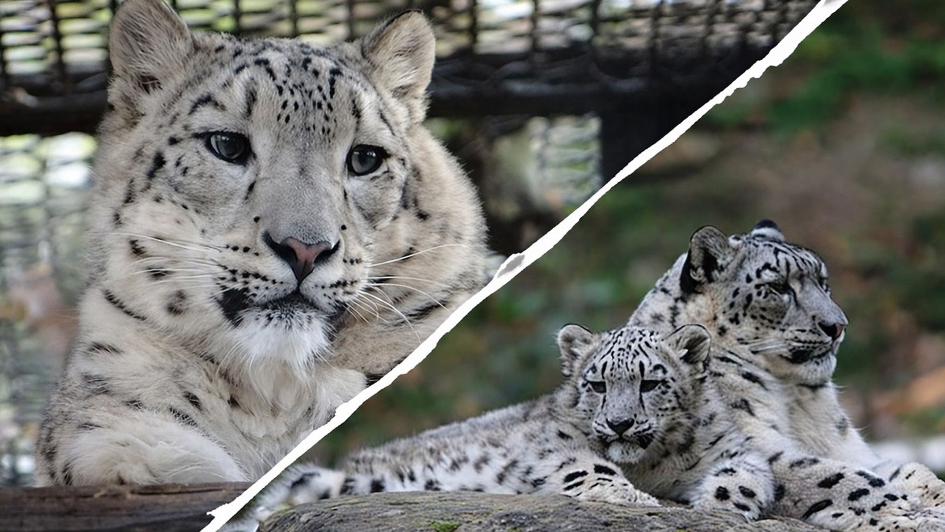 Снежный барс