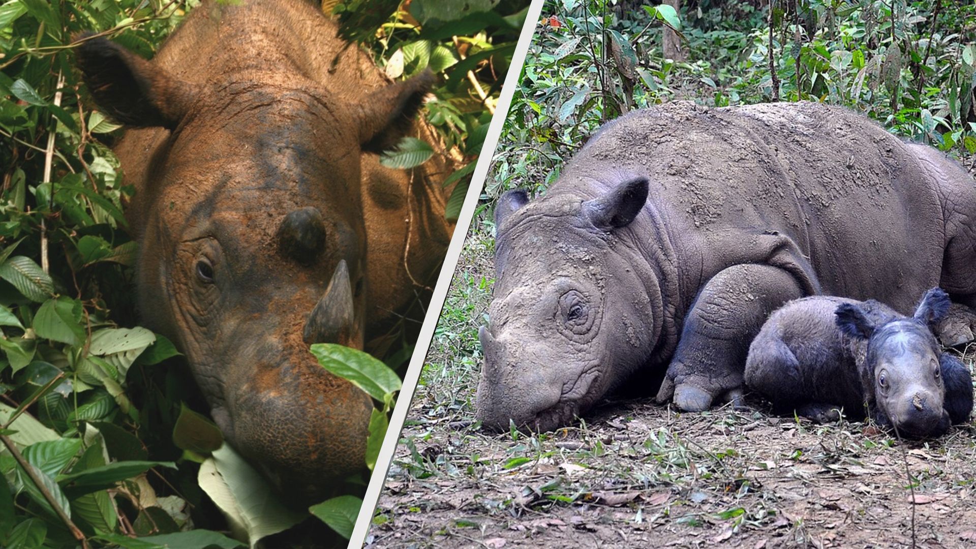 Суматранский носорог