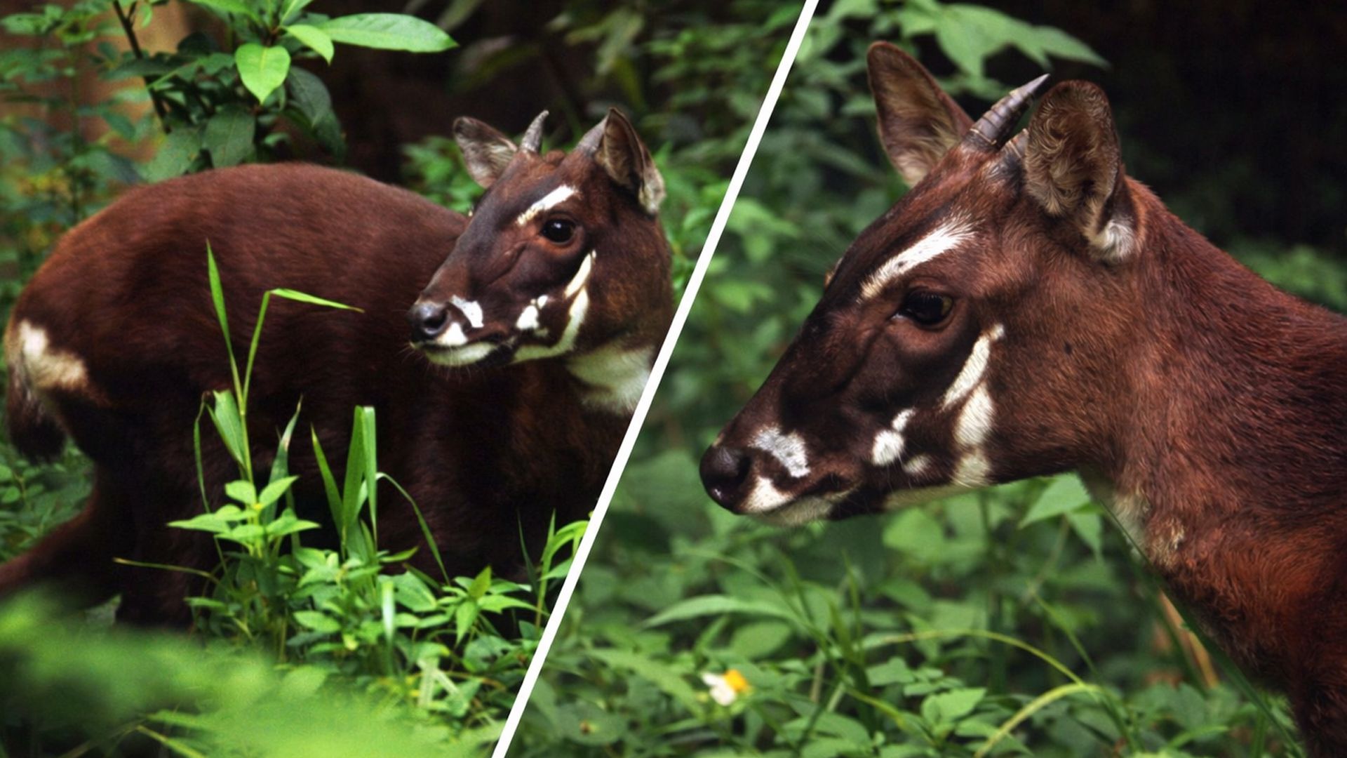 Редчайшее животное – саола