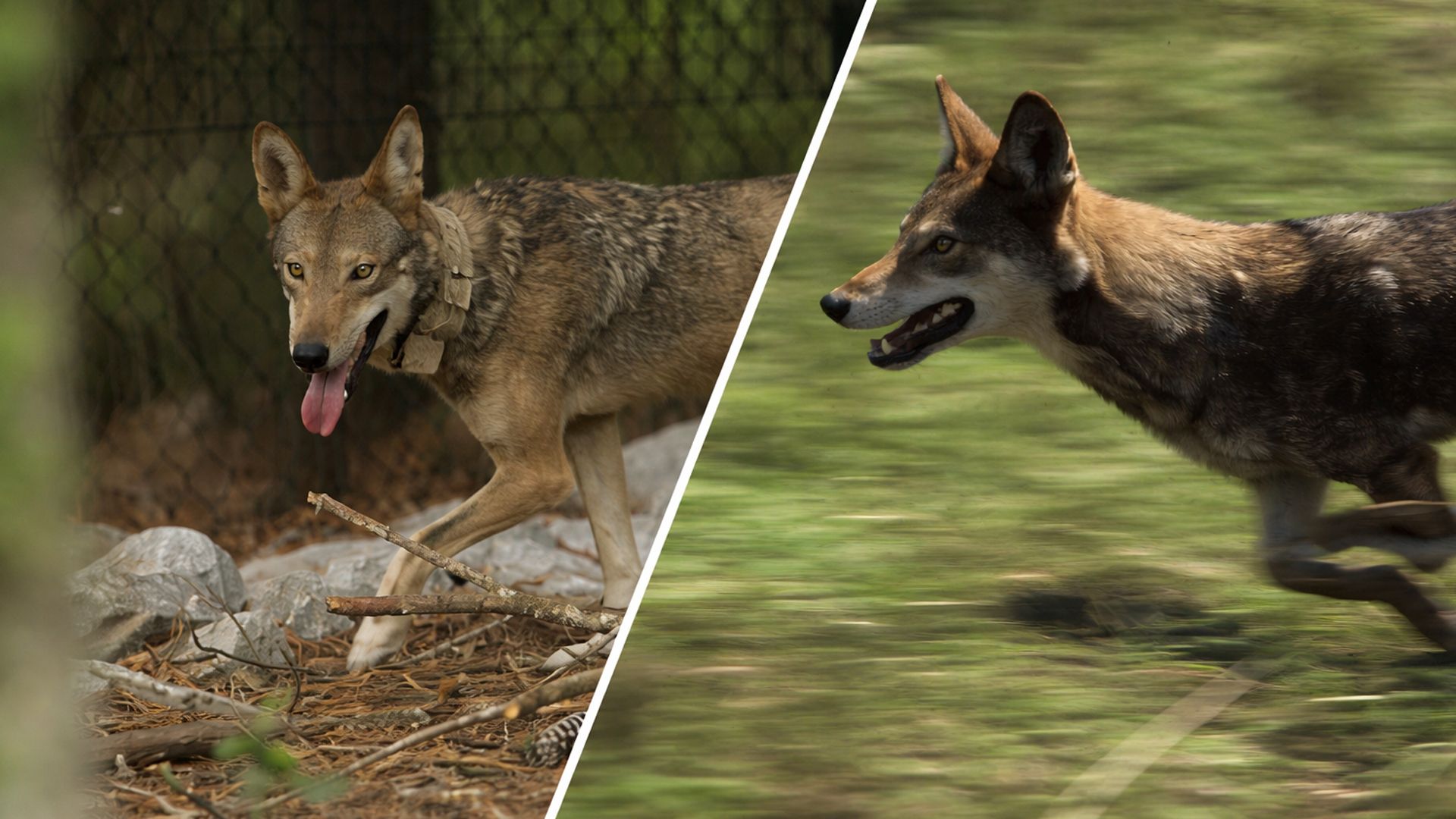 Красный волк одно из самых редких животных в мире