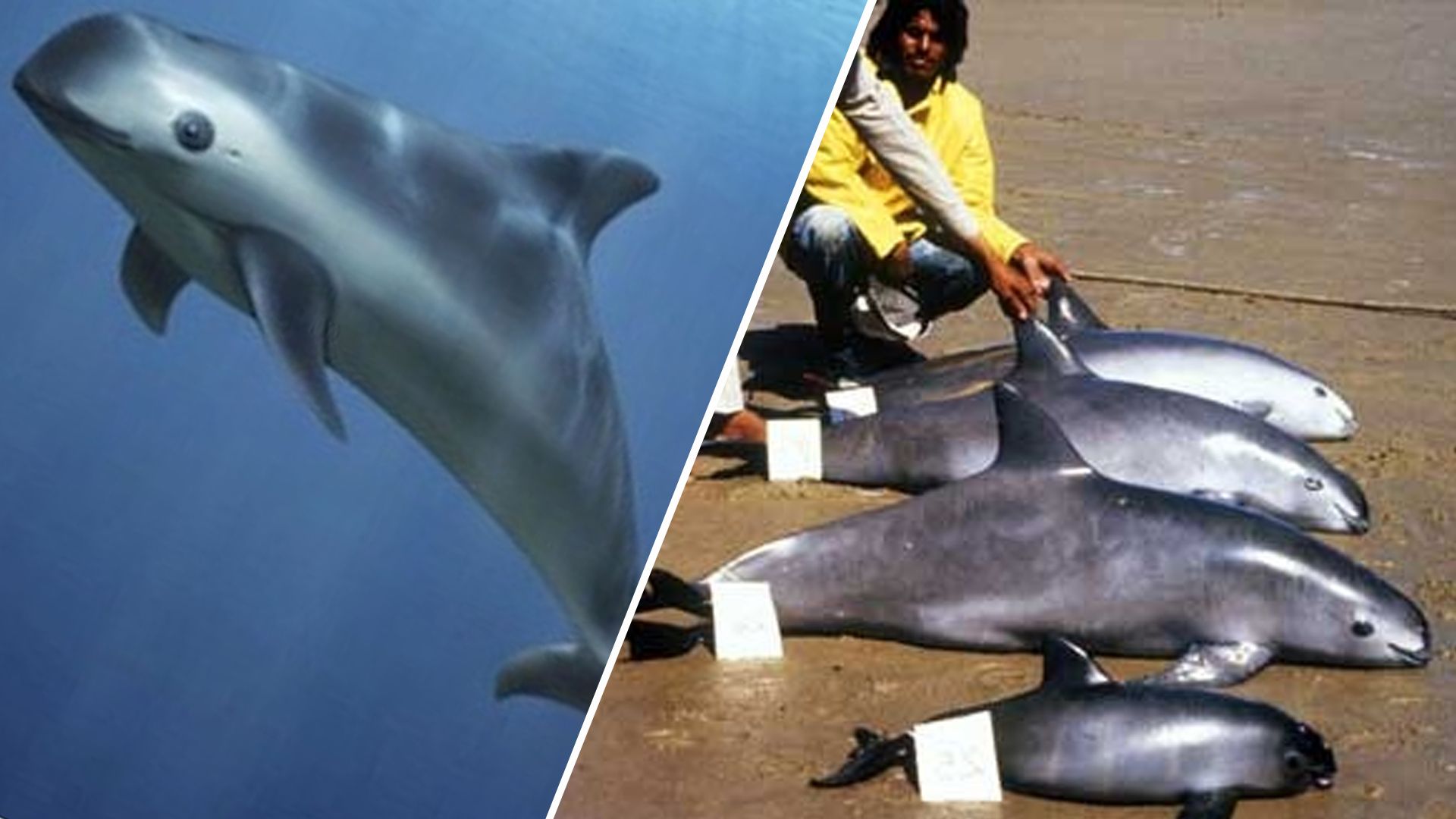 Крошечная морская свинья вакита