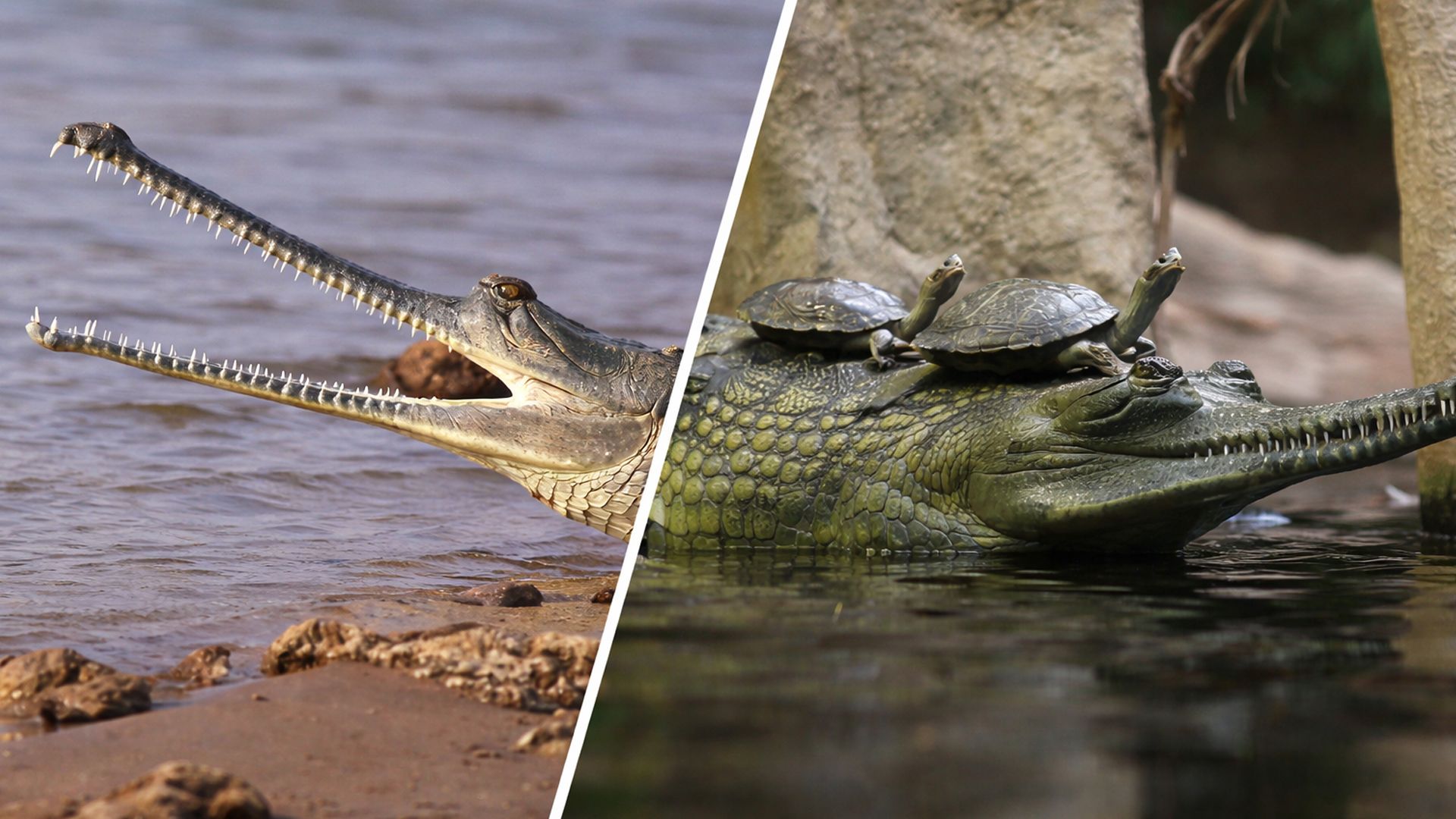 Так выглядит Гавиал