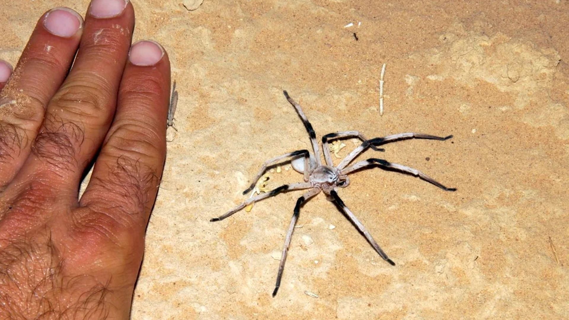 Cerbalus aravaensis